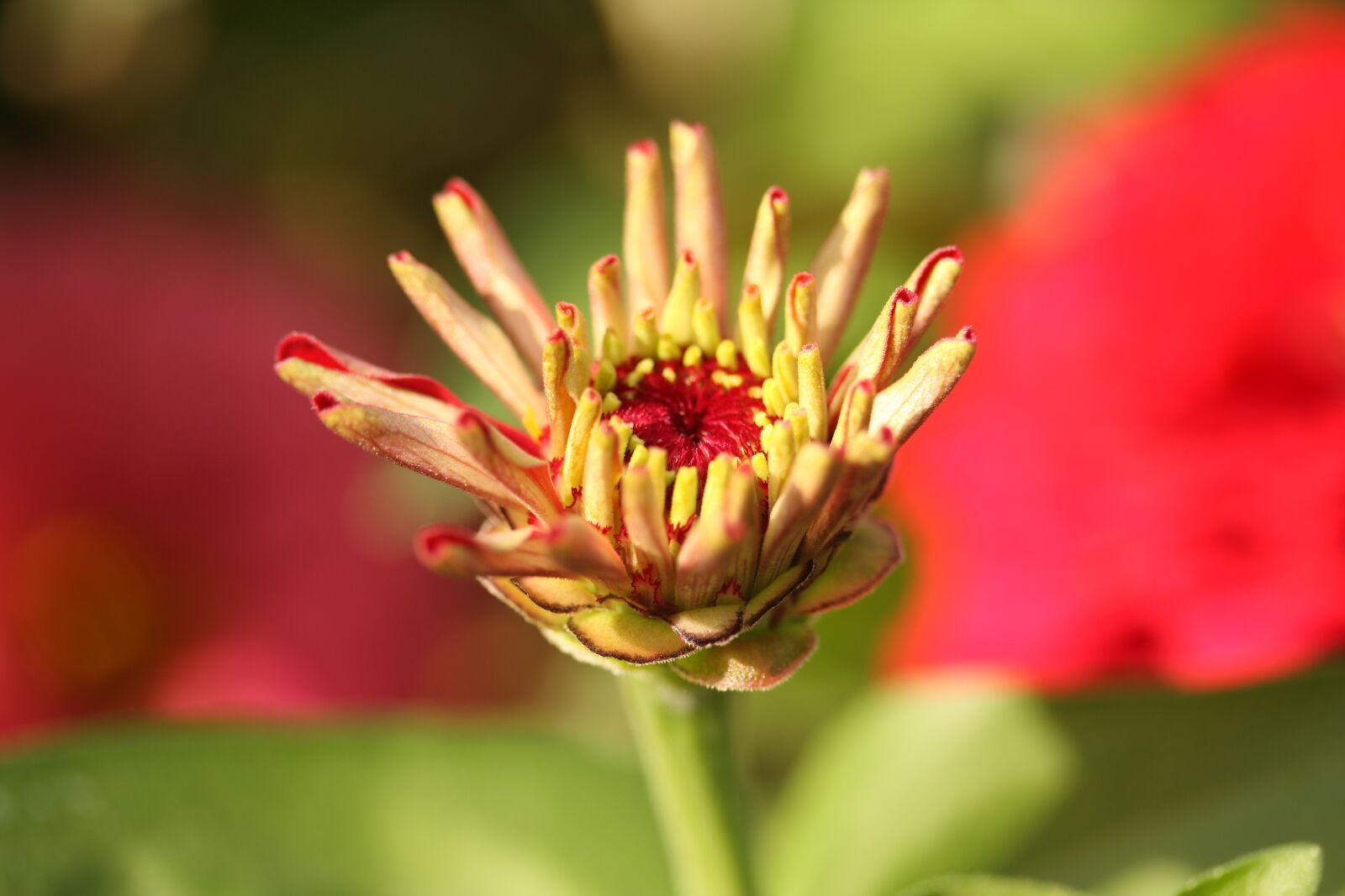 Canon EOS 40D sample photo. Flower, macro, yellow photography
