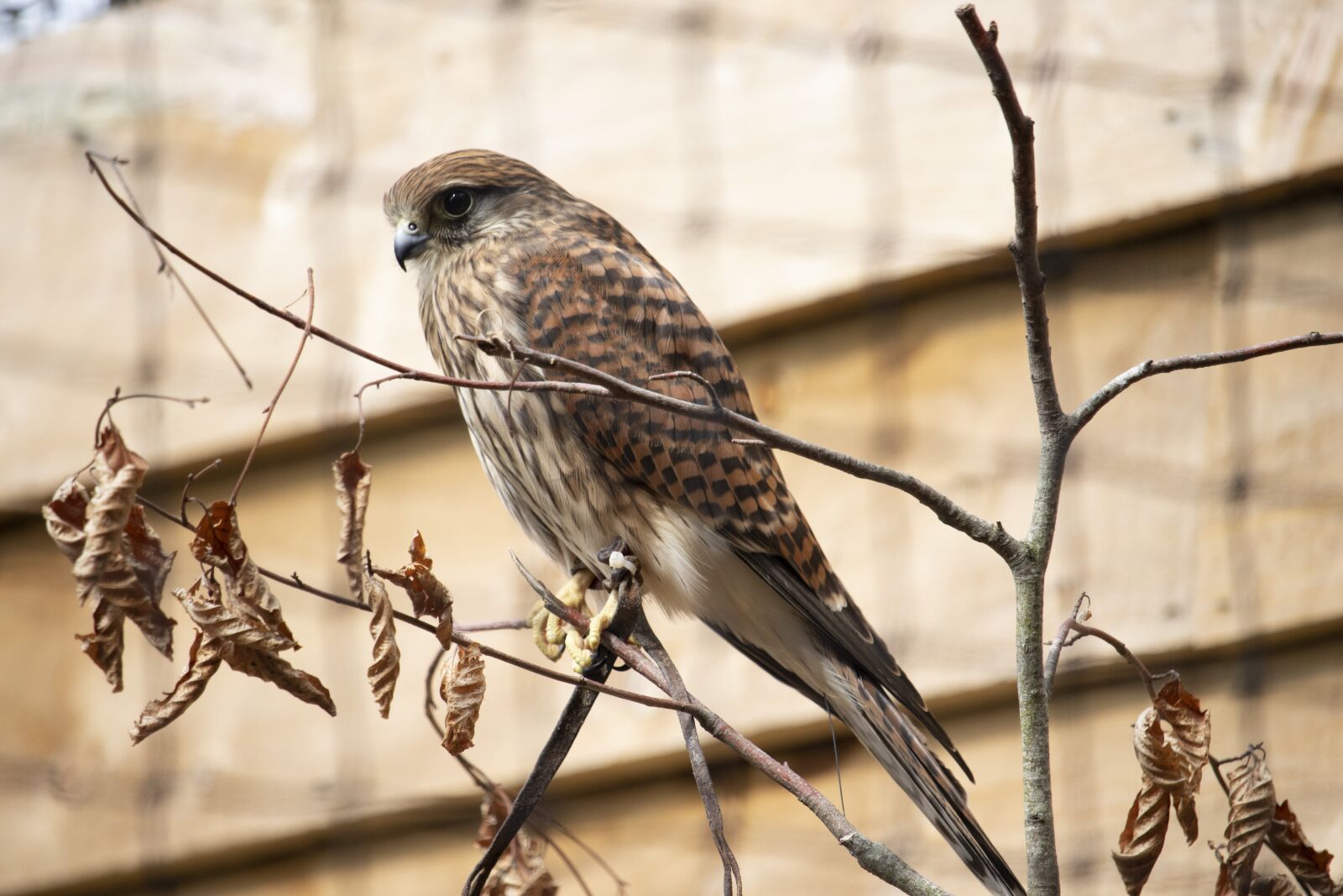 Canon EOS 77D (EOS 9000D / EOS 770D) sample photo. Raptor, bird of prey photography