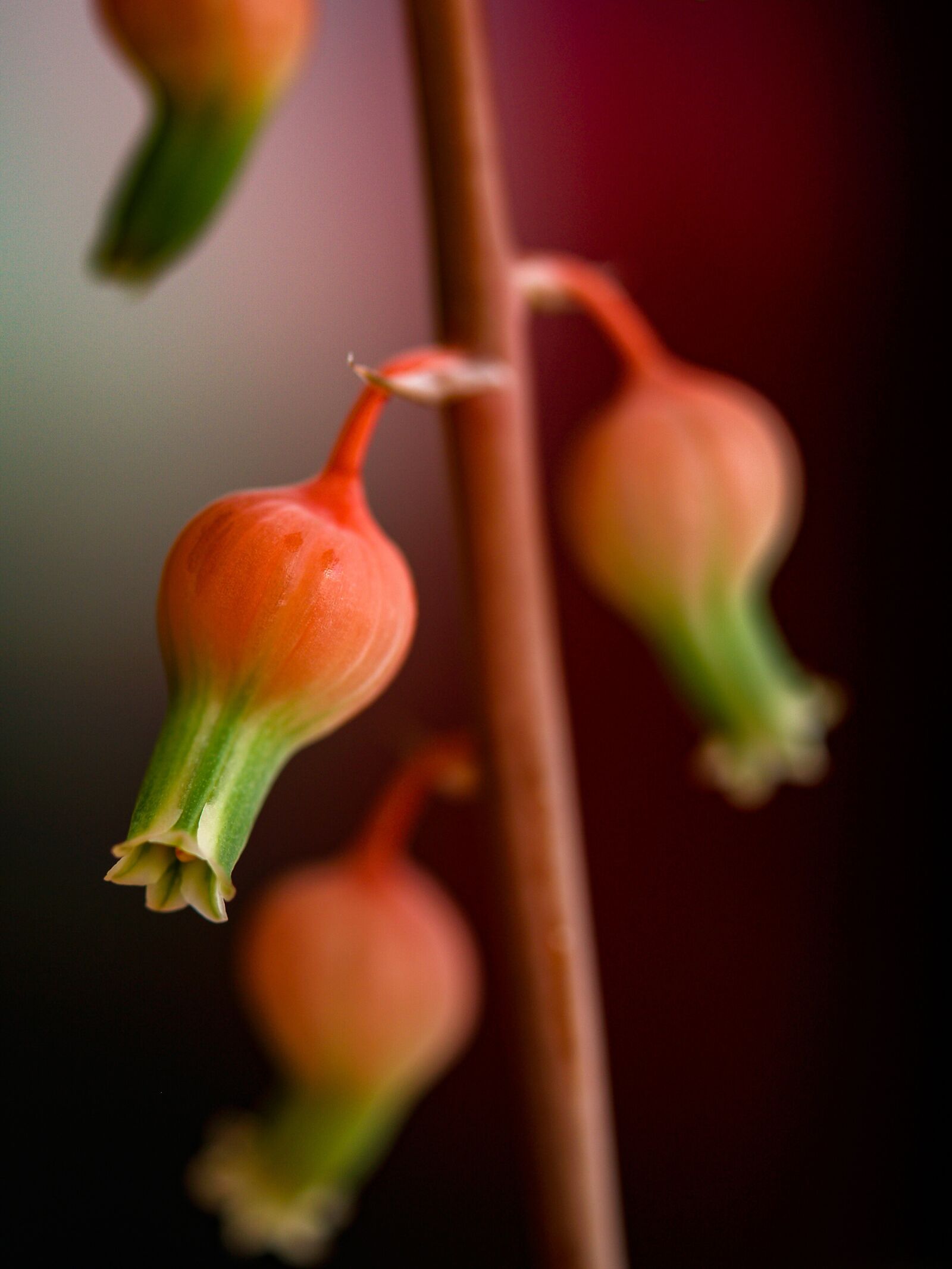 Olympus E-500 (EVOLT E-500) sample photo. Sukulent, flower, retail photography