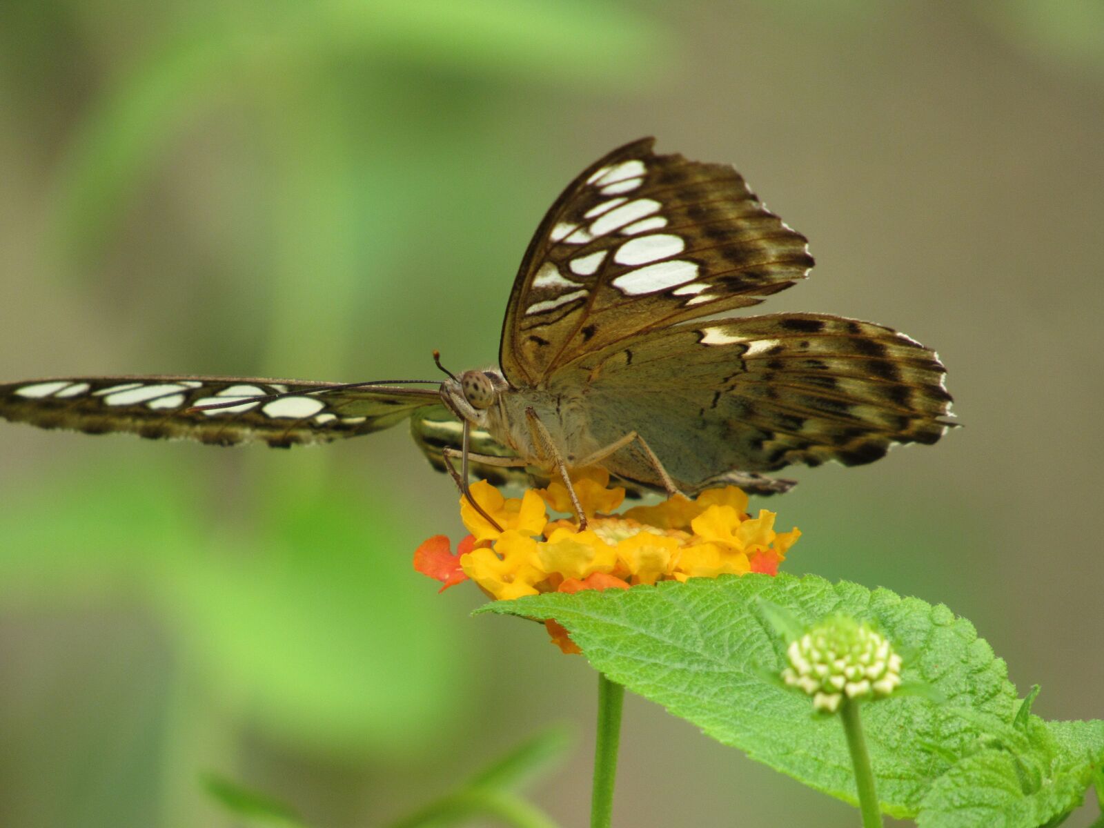Canon PowerShot SX530 HS sample photo. Butterfly, nature, green photography