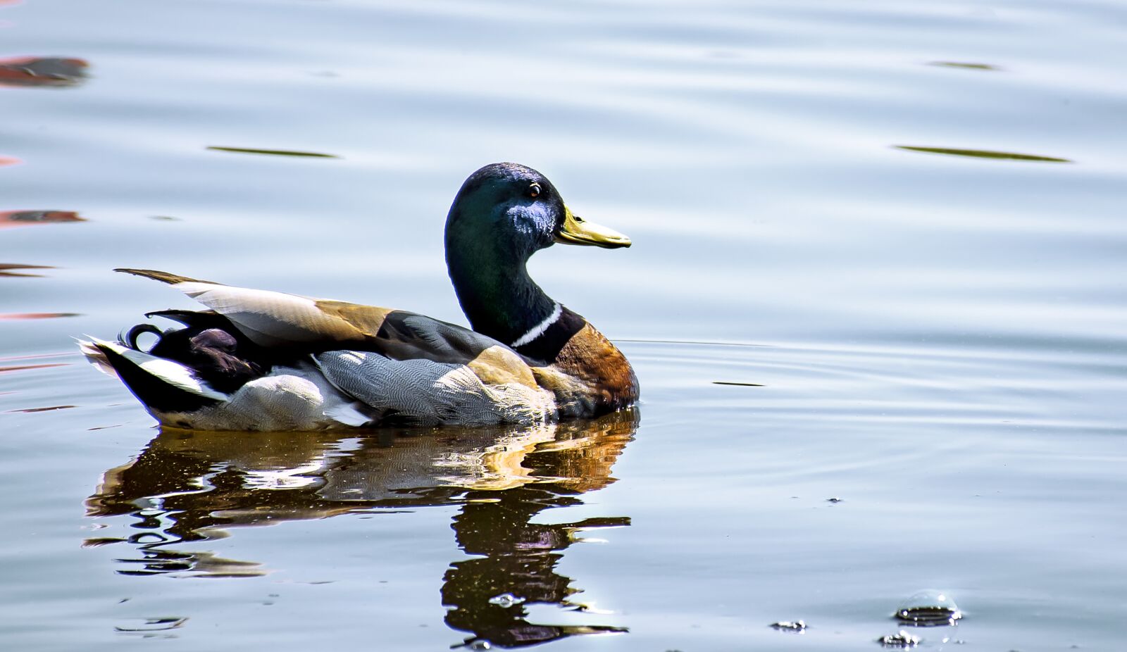 Nikon D7500 sample photo. And, duck, water photography