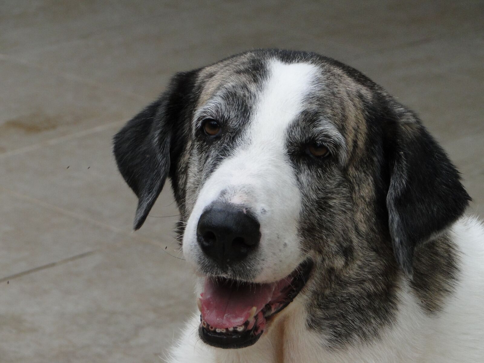 Sony Cyber-shot DSC-HX1 sample photo. Dog, animal, pet photography