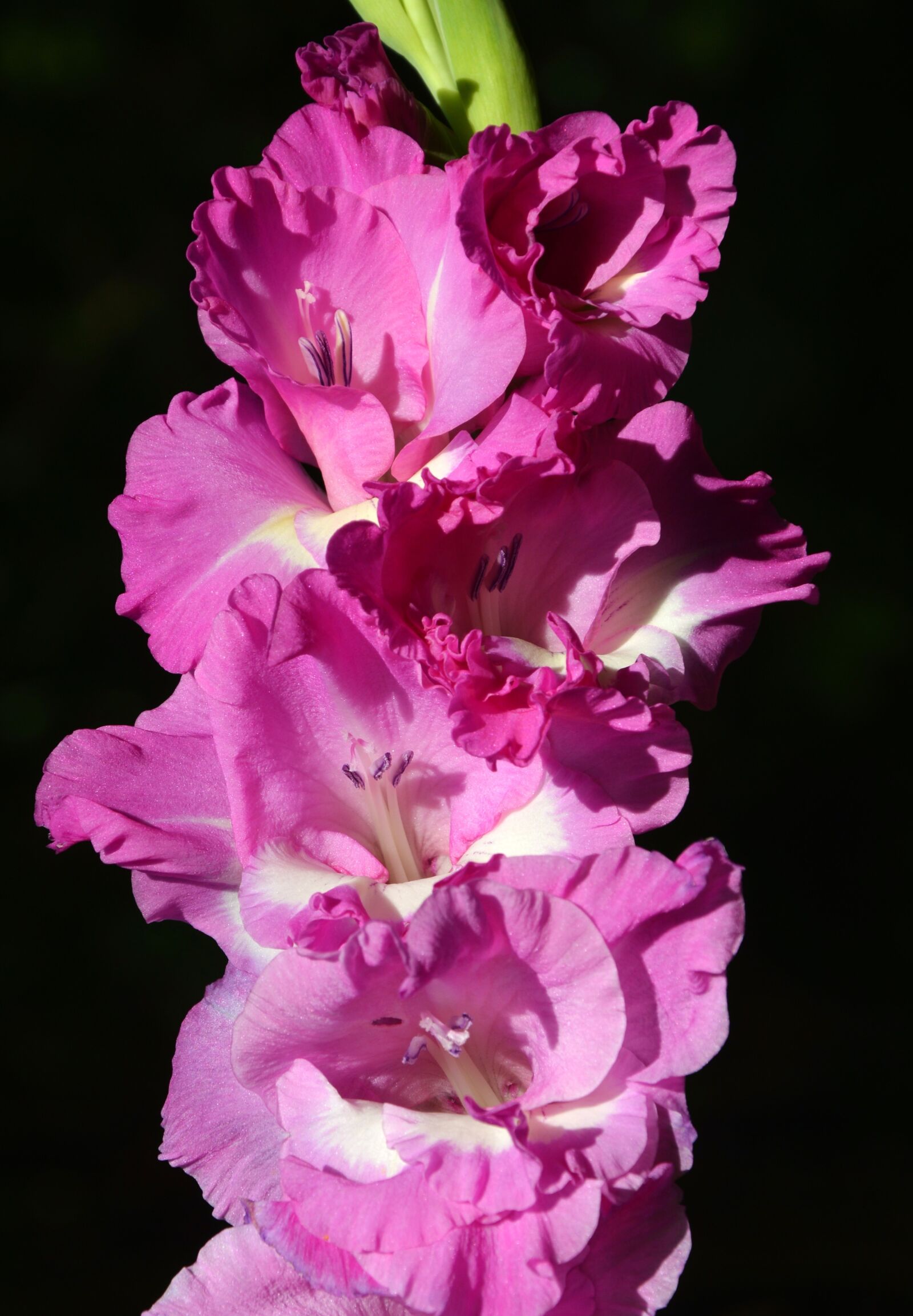 Nikon D3200 sample photo. Gladiolus, gladidus, butterfly greenhouse photography