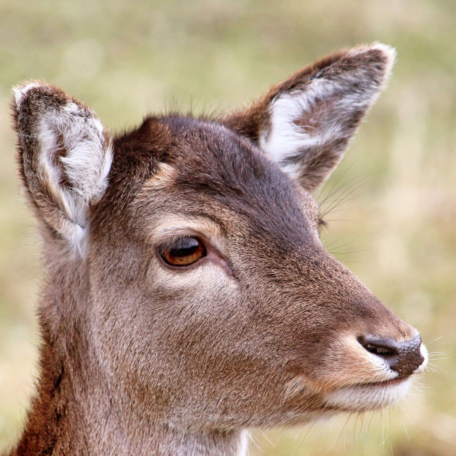 Canon EF-S 55-250mm F4-5.6 IS II sample photo. Roe deer, forest, wild photography