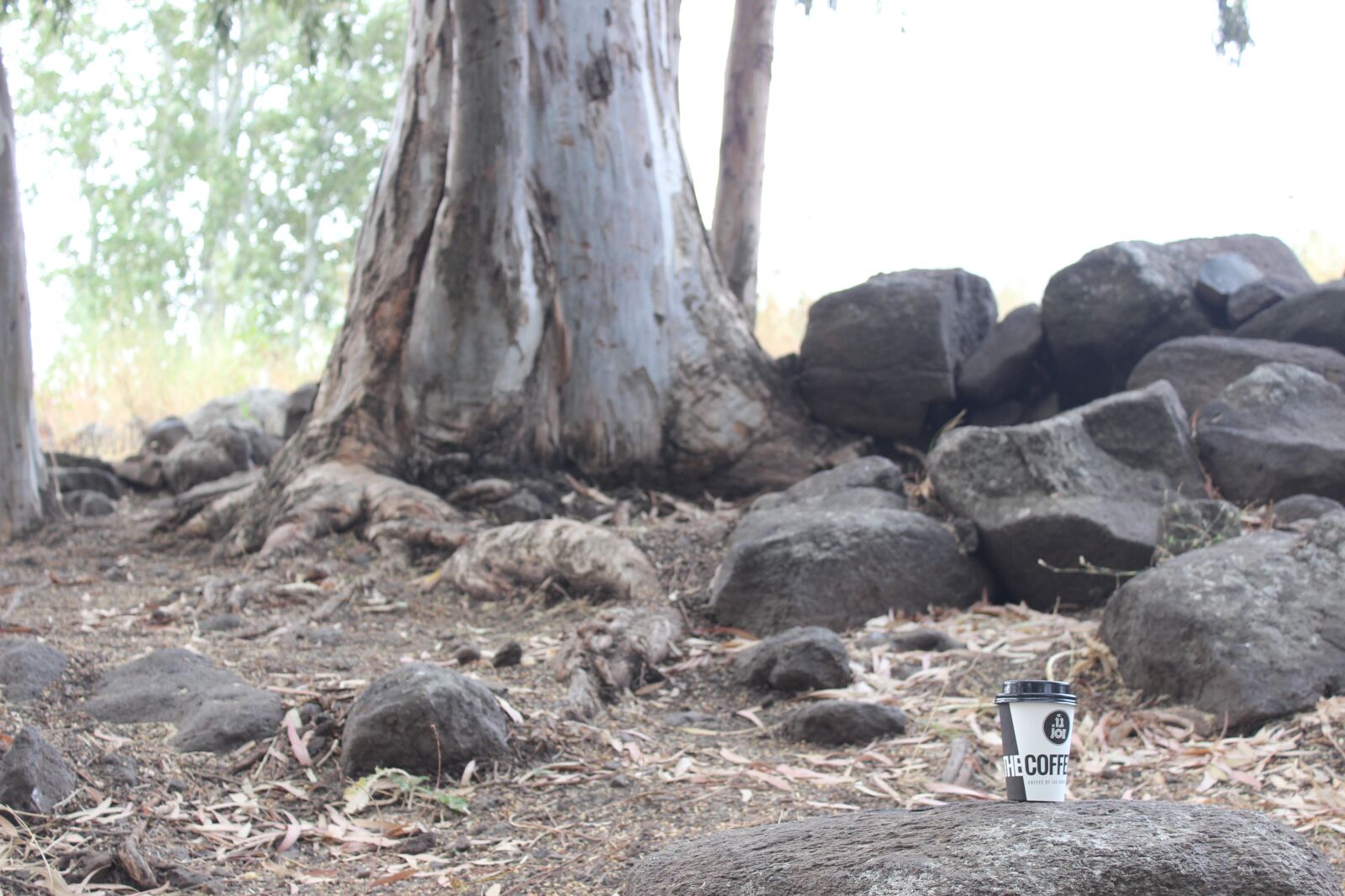 Canon EOS 600D (Rebel EOS T3i / EOS Kiss X5) sample photo. Coffee, nature, advertising photography