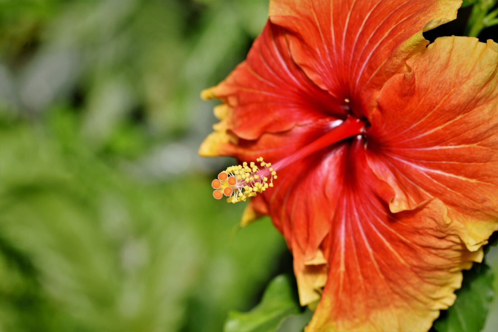 Nikon D7200 sample photo. Hibiscus, marshmallow, mallow photography