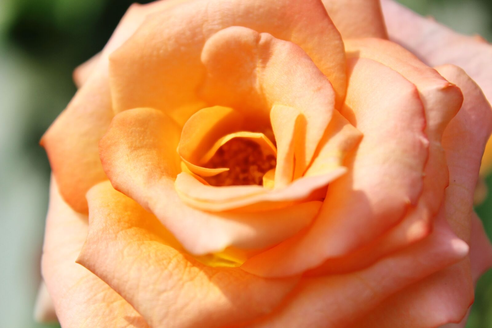 Canon EOS 600D (Rebel EOS T3i / EOS Kiss X5) sample photo. Rose, orange, garden photography