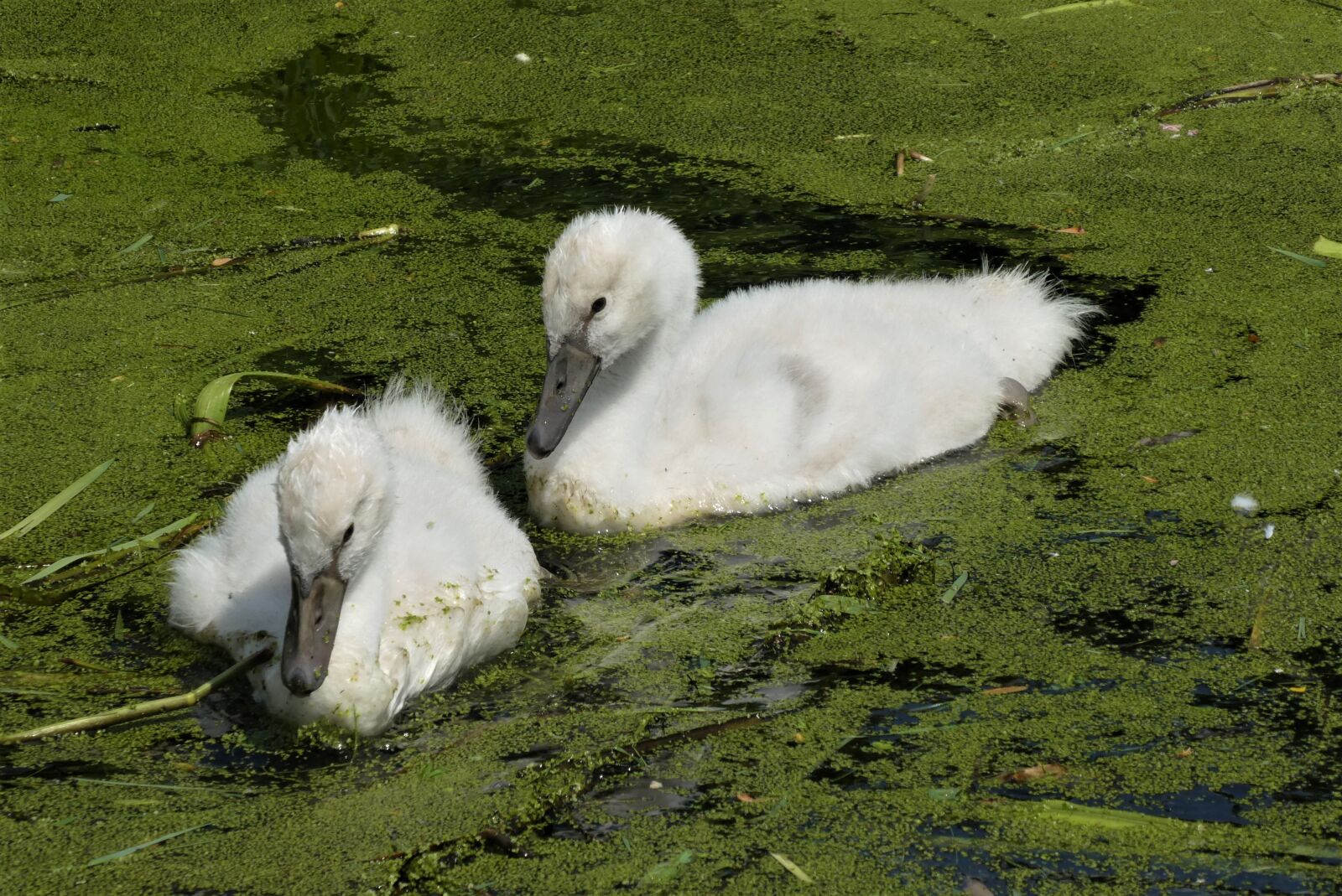 Panasonic Lumix DC-ZS70 (Lumix DC-TZ90) sample photo. Young swans, swan, young photography