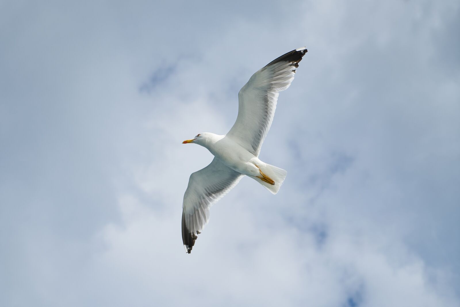 Sony a7R II + Sony Vario Tessar T* FE 24-70mm F4 ZA OSS sample photo. Seagull, bird, birds photography
