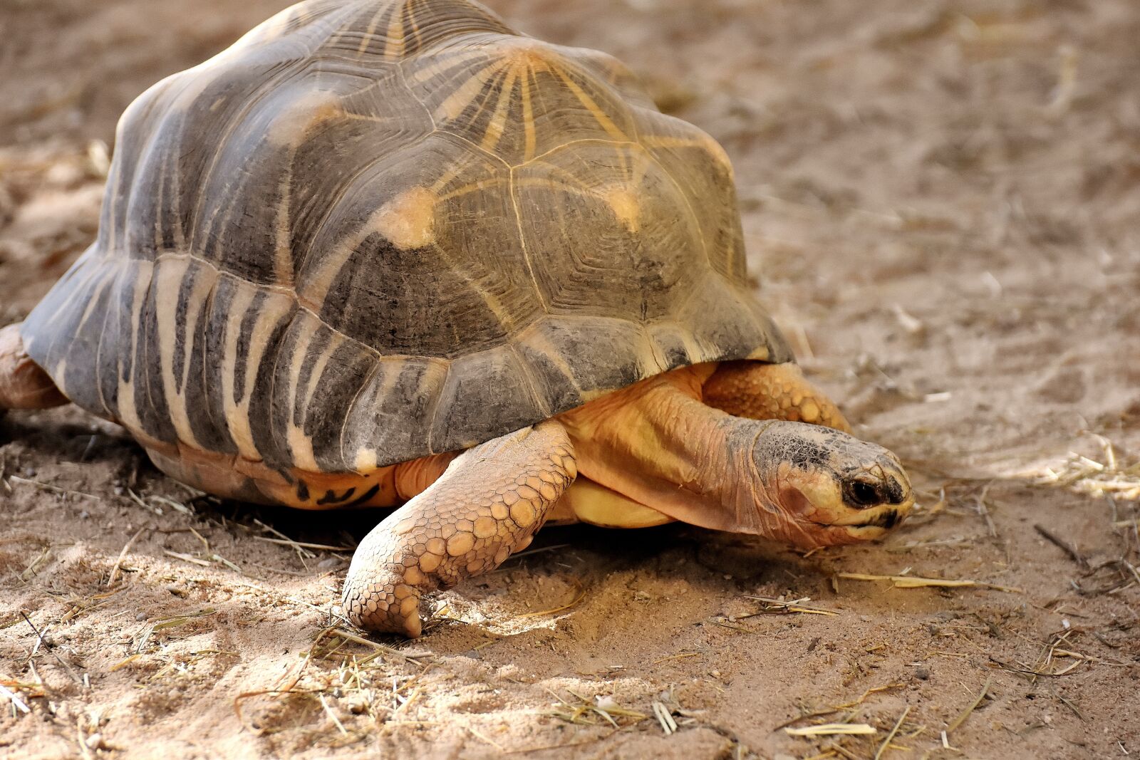 Nikon D7200 sample photo. Giant tortoise, panzer, animal photography