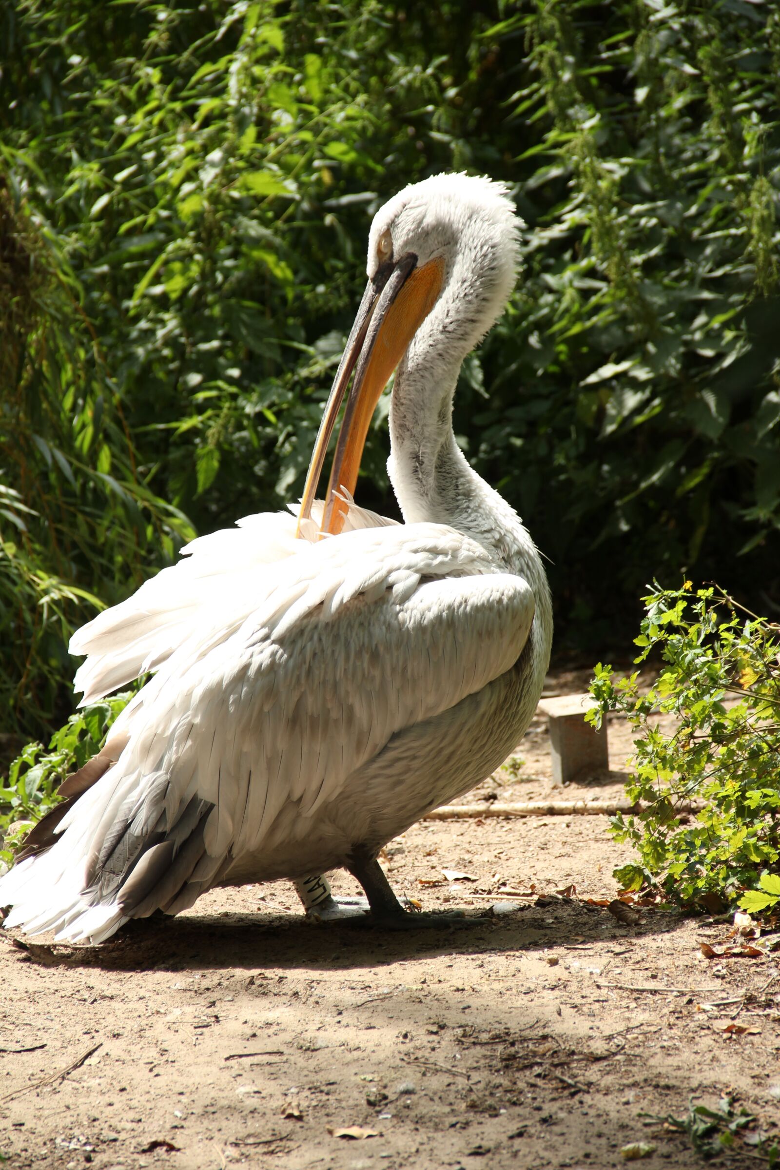 Canon EOS 550D (EOS Rebel T2i / EOS Kiss X4) sample photo. Bird, pelican, nature photography