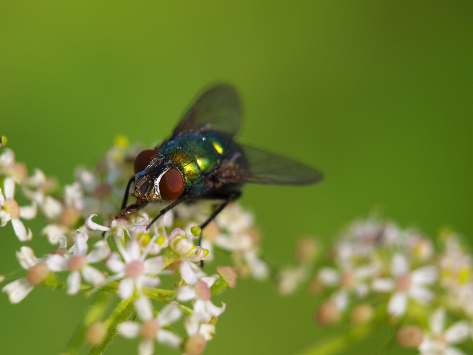 Olympus E-420 (EVOLT E-420) sample photo. Insect, fly, goldfliege photography