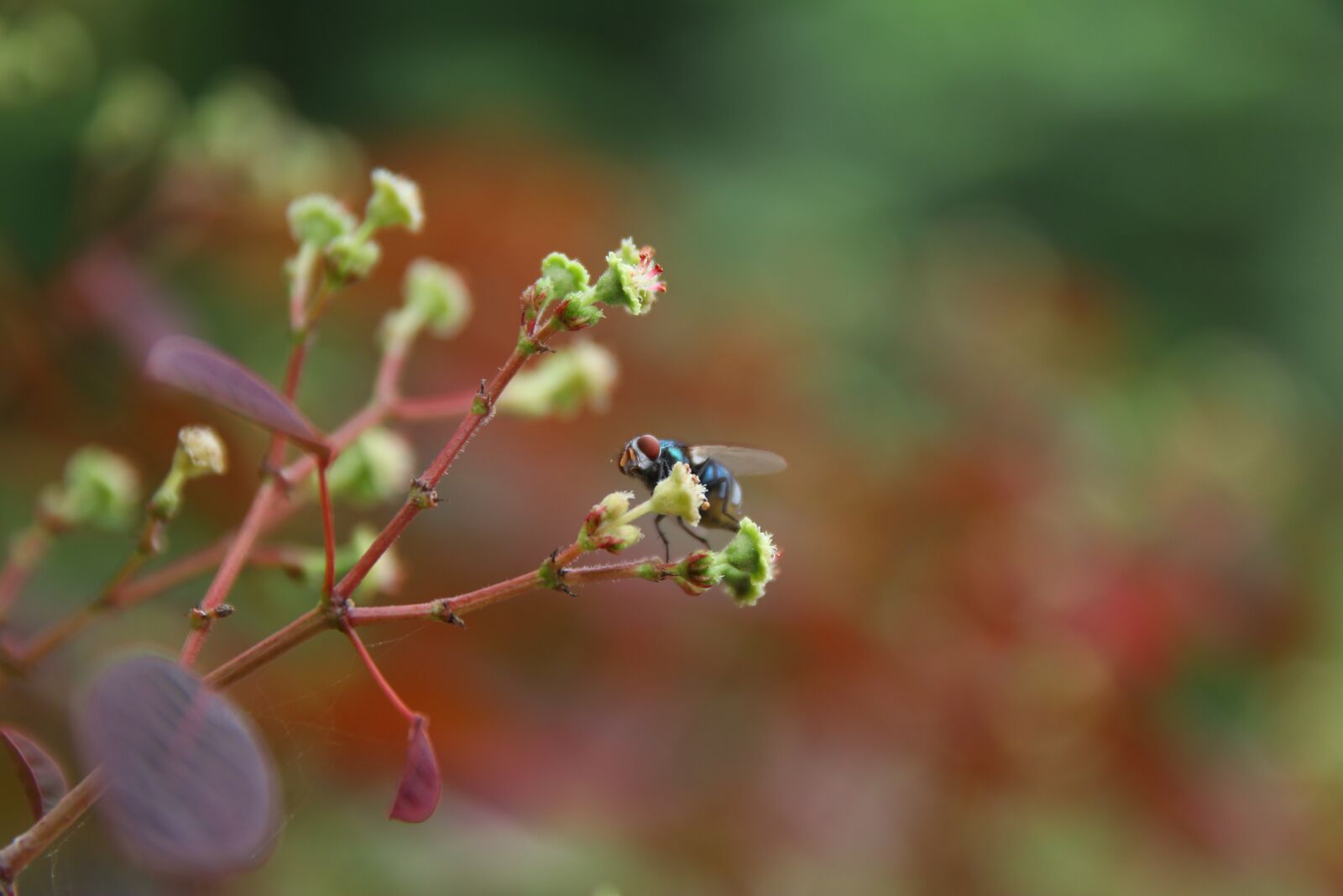 Canon EOS 80D sample photo. Nature, nature closeup, jinnah photography
