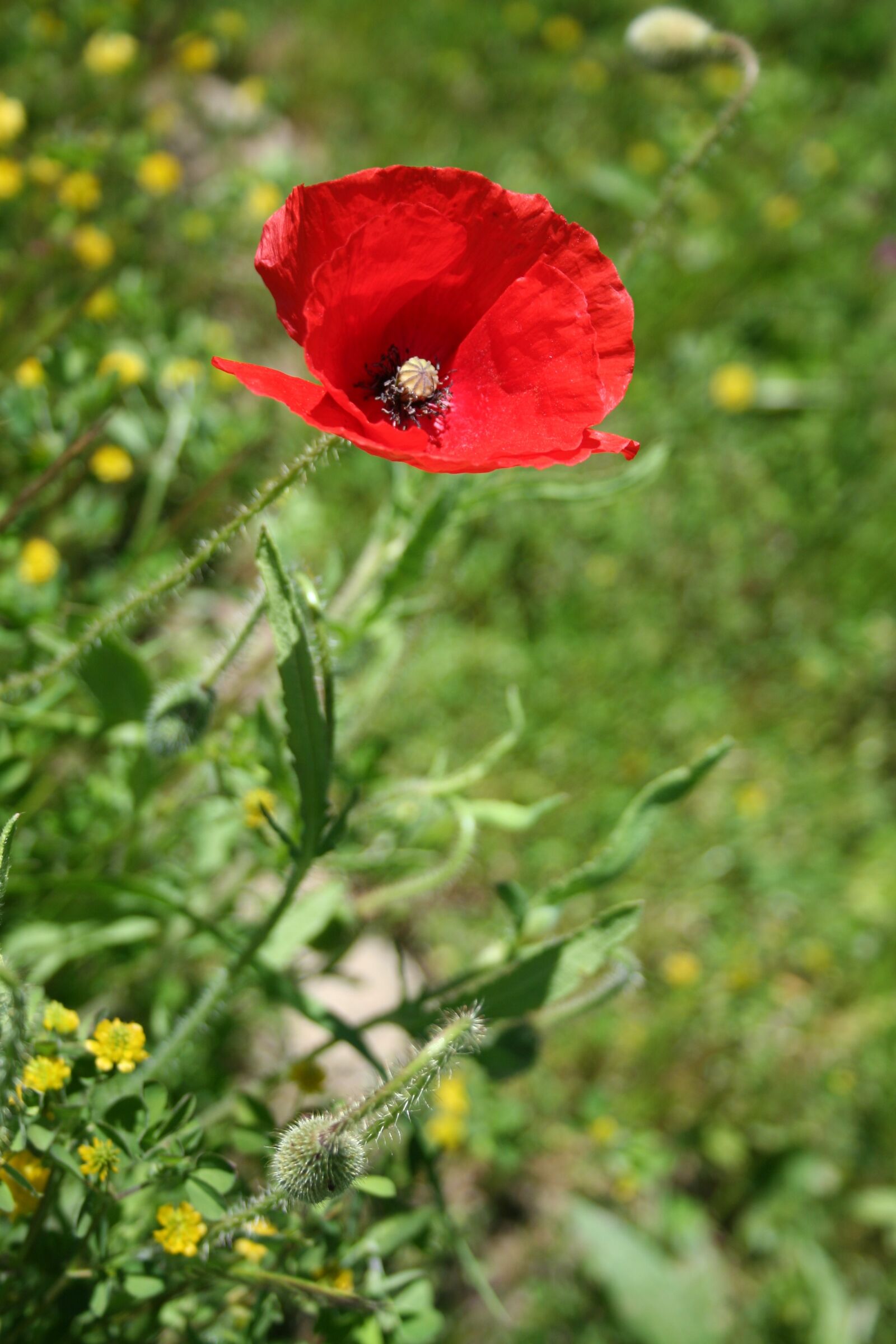 Canon EOS 350D (EOS Digital Rebel XT / EOS Kiss Digital N) sample photo. Poppy, flower, nature photography