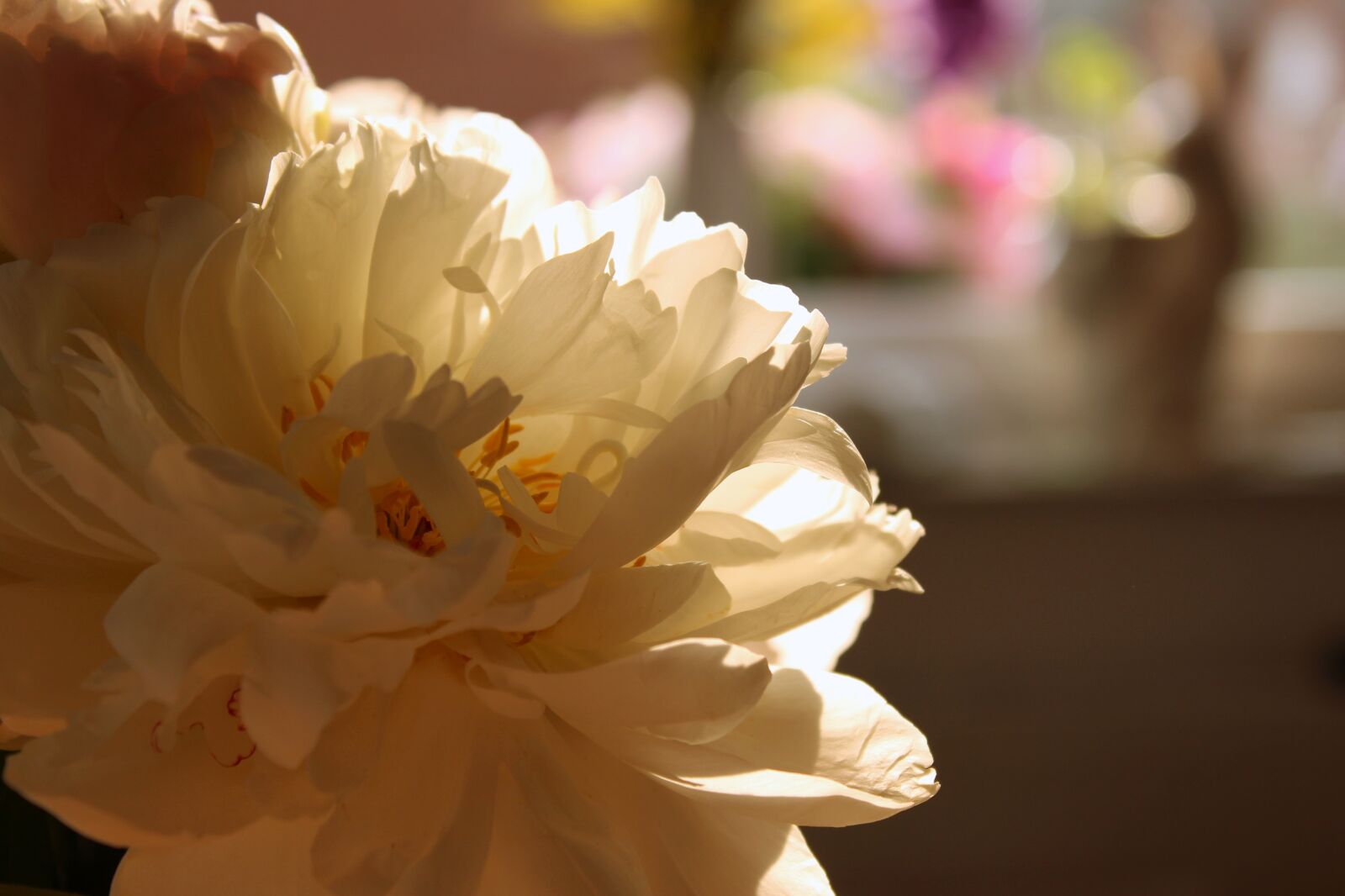 Canon EOS 1300D (EOS Rebel T6 / EOS Kiss X80) sample photo. Peony, white, backlighting photography