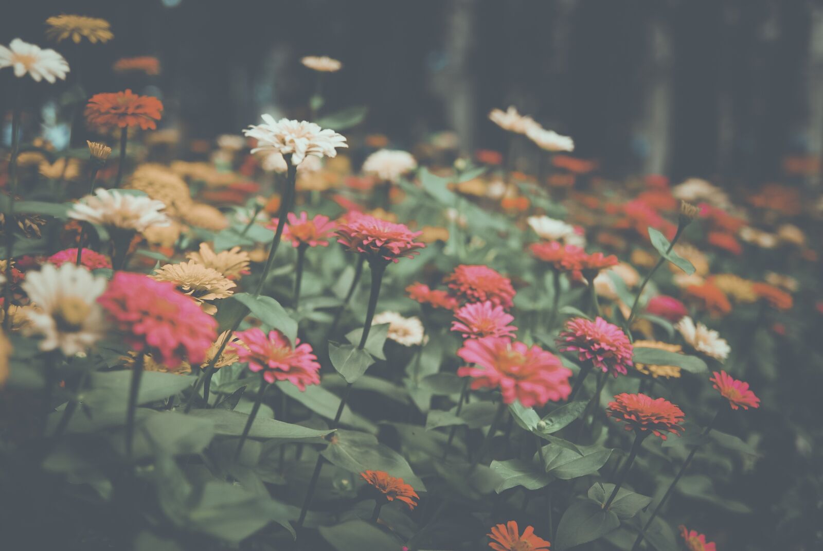 Nikon D60 sample photo. Flower, garden, nature photography
