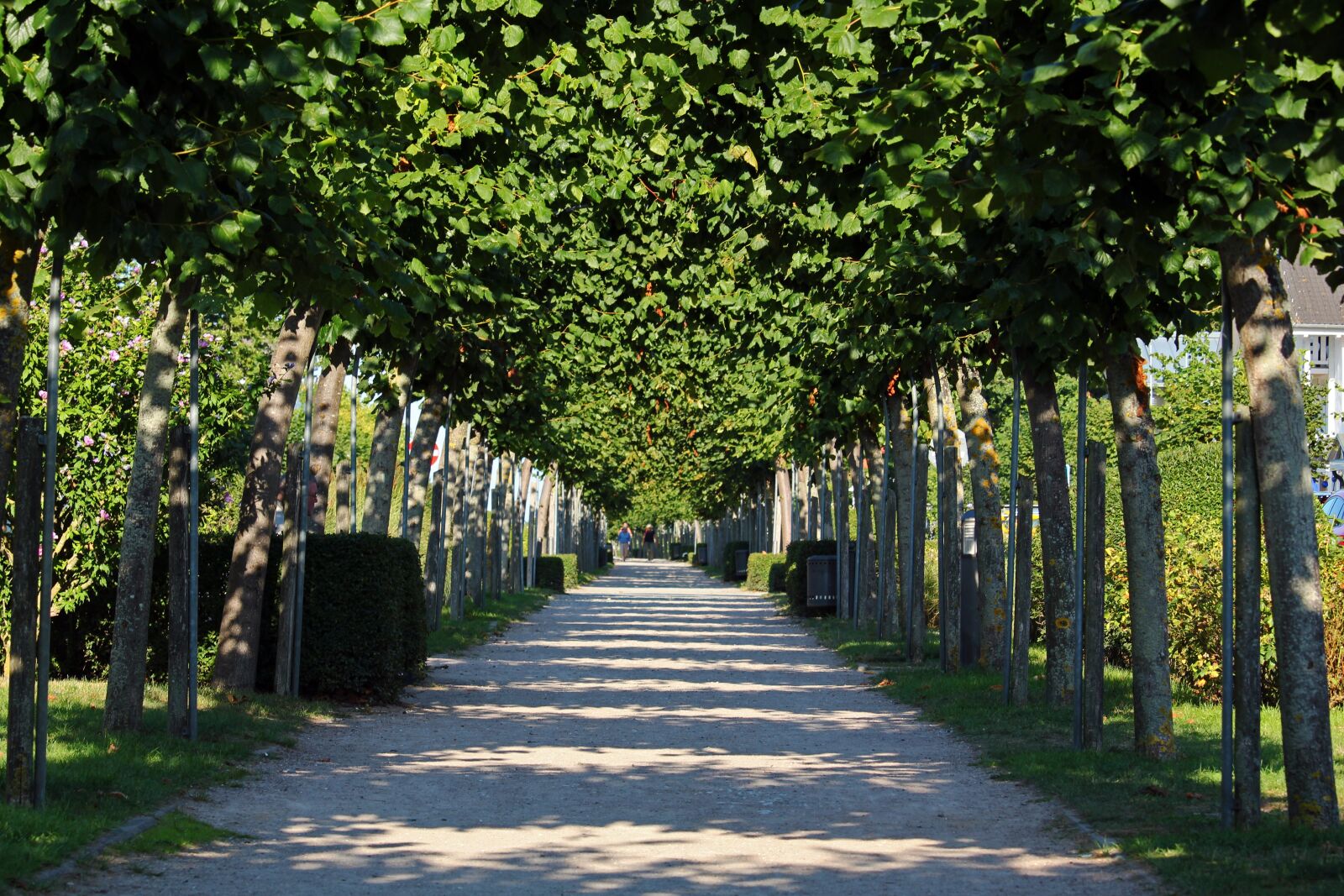 Canon EF-S 55-250mm F4-5.6 IS STM sample photo. Avenue, baabe, baltic sea photography