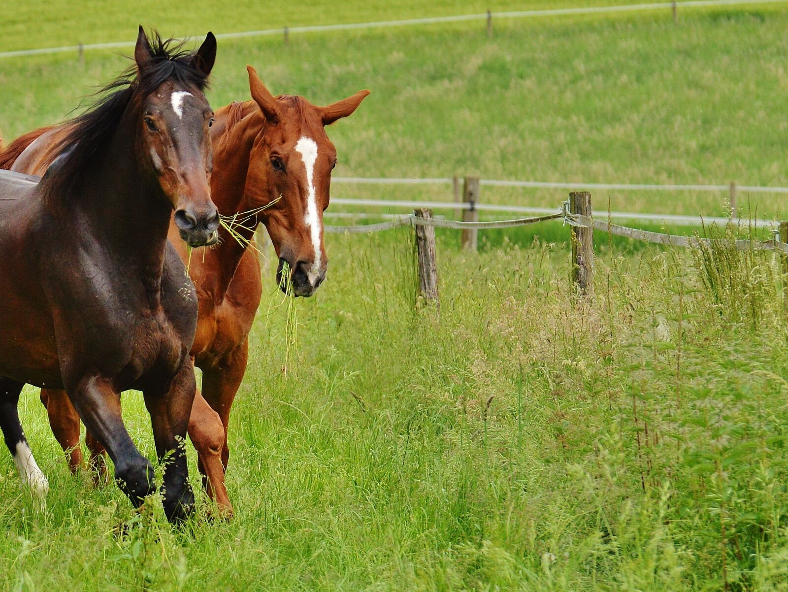 Nikon D3200 sample photo. Horses, for two, coupling photography