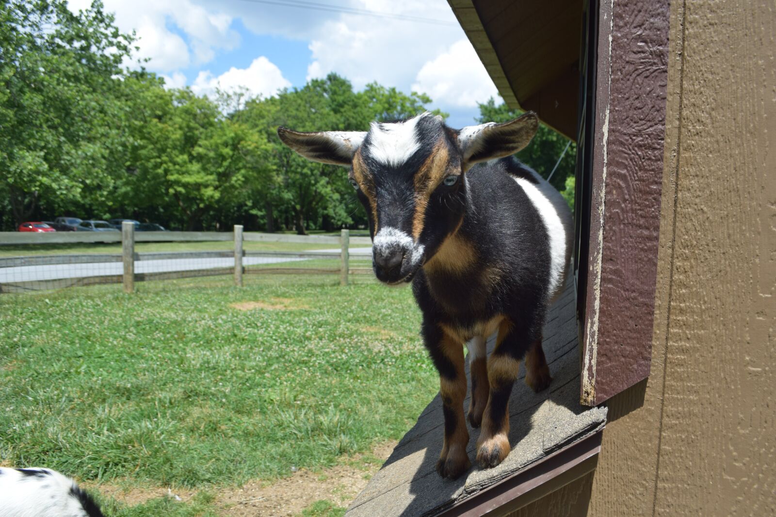 Nikon D3300 sample photo. Baby goat, small goat photography