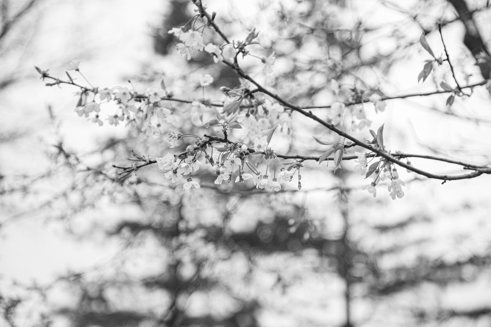 Canon EOS 5D Mark IV sample photo. Texture, tree, bark photography