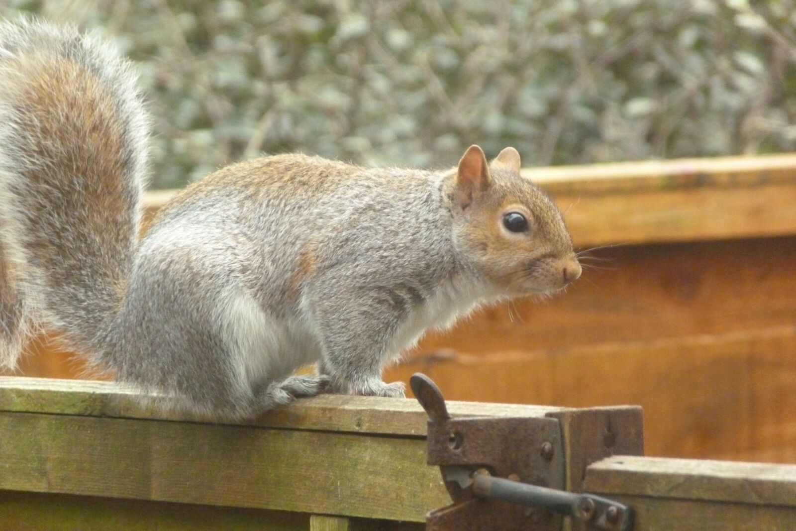 Panasonic Lumix DMC-FZ40 (Lumix DMC-FZ45) sample photo. Grey squirrel, wild, grey photography