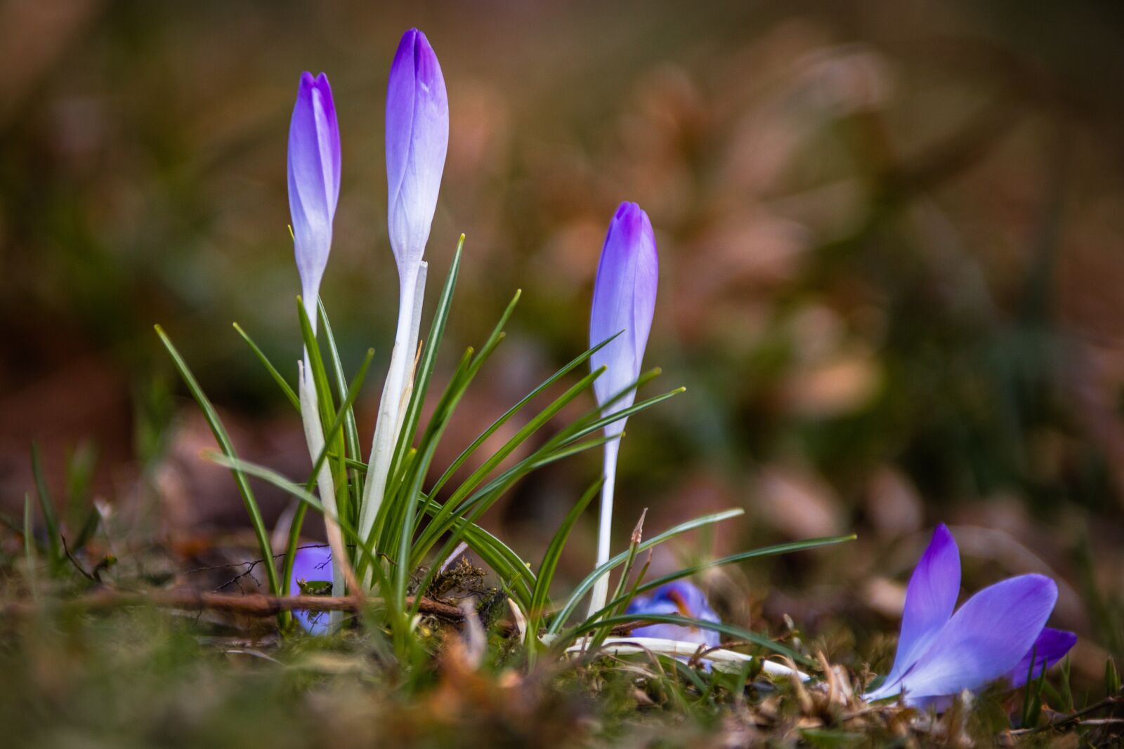 Canon EOS 5DS R + Canon EF 28-300mm F3.5-5.6L IS USM sample photo. Crocus, flower, meadow photography