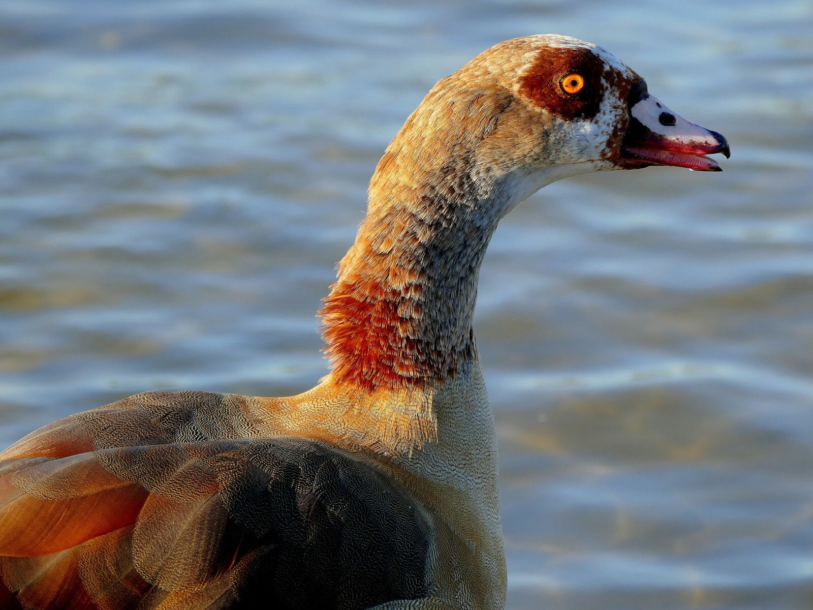 Panasonic Lumix DMC-FZ1000 sample photo. Goose, water bird, bird photography