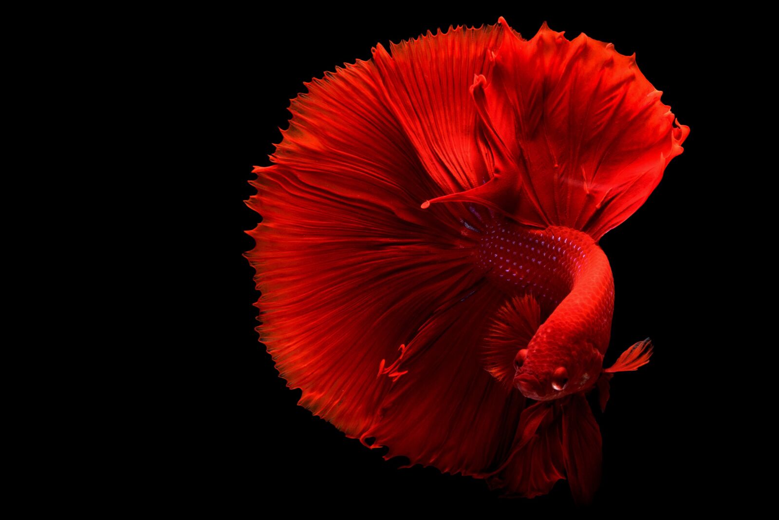 Nikon D750 sample photo. Color pop, fish, tail photography