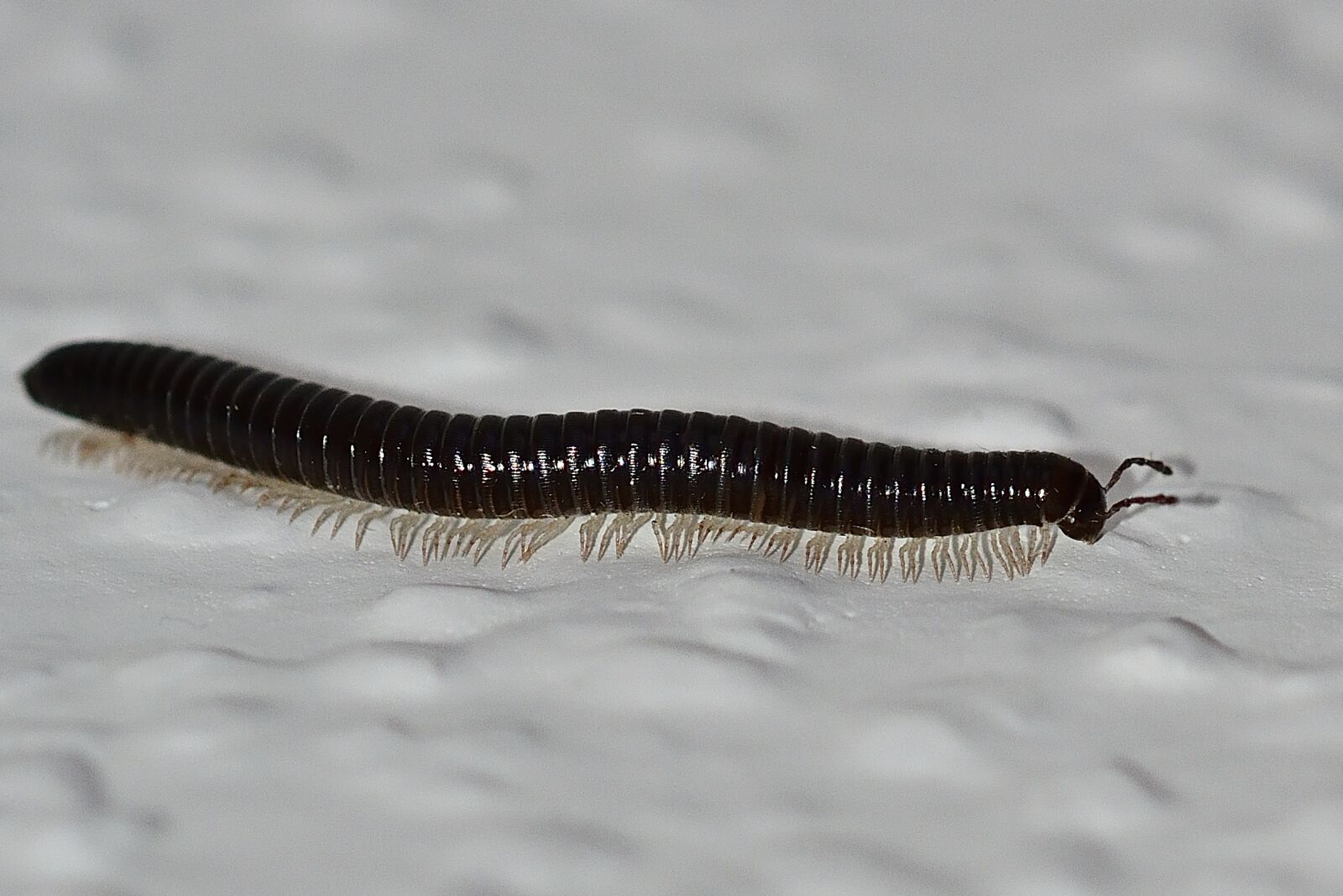 Nikon D5200 sample photo. Animal world, centipedes, arthropod photography