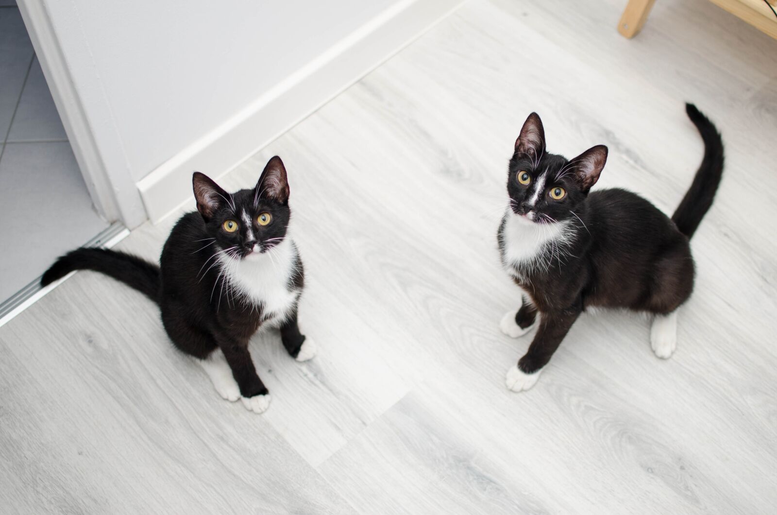 Nikon D7000 sample photo. Cats, domestic cat, cat photography