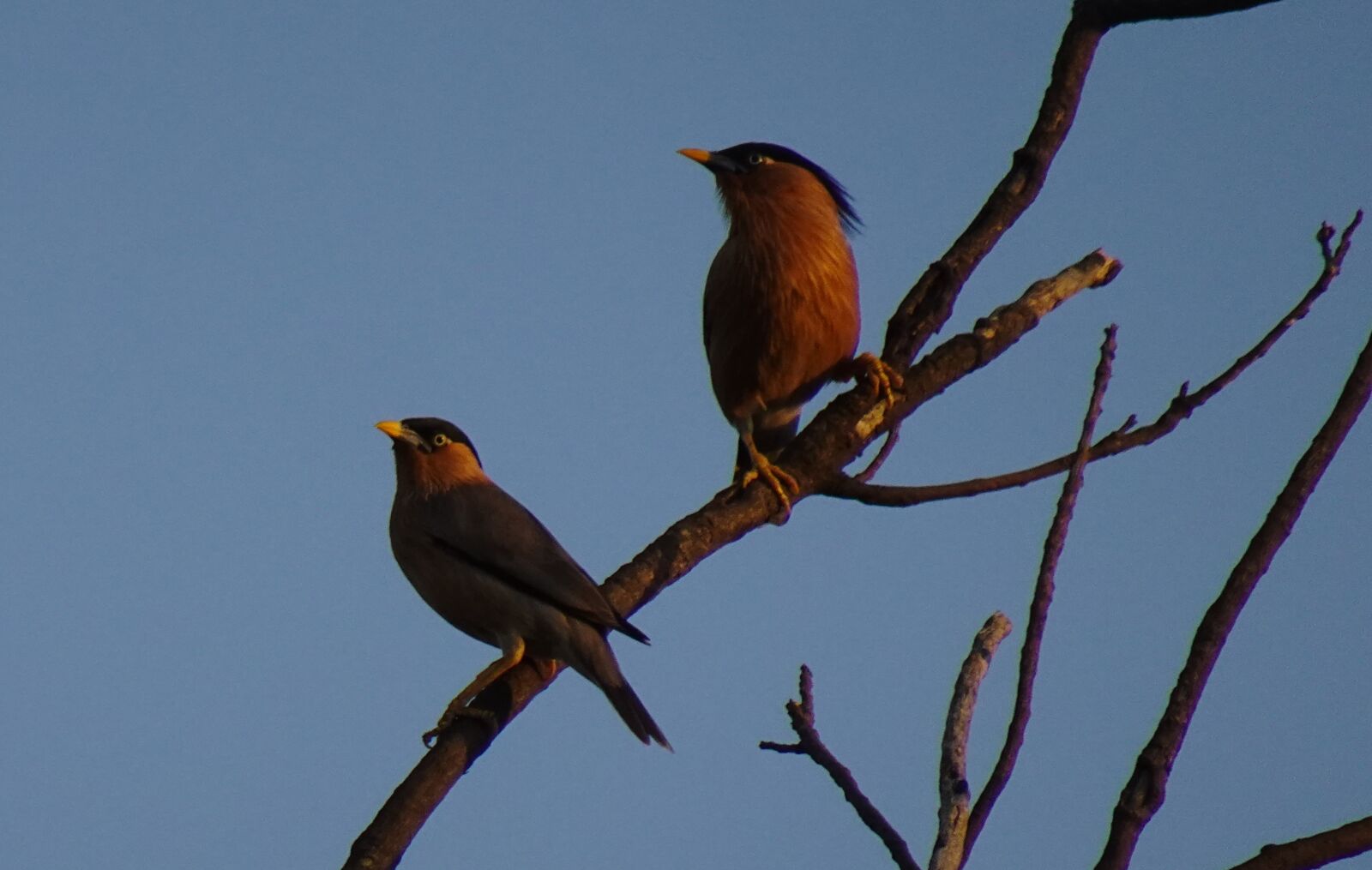 Sony DSC-WX800 sample photo. Bird, aves, brahminy myna photography