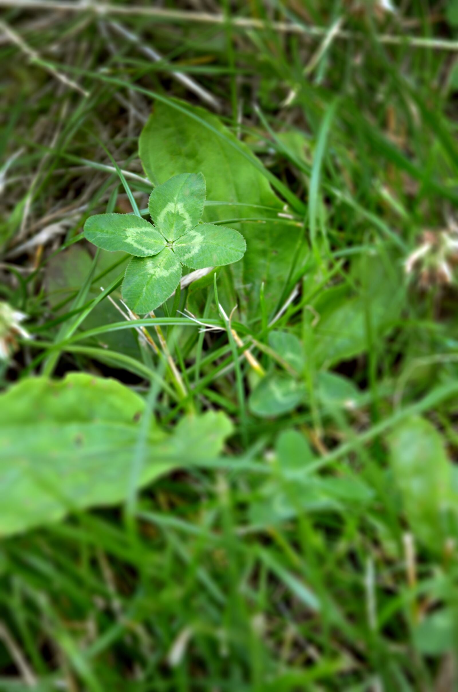 Nikon D5100 sample photo. Cloverleaf, happiness, clover photography
