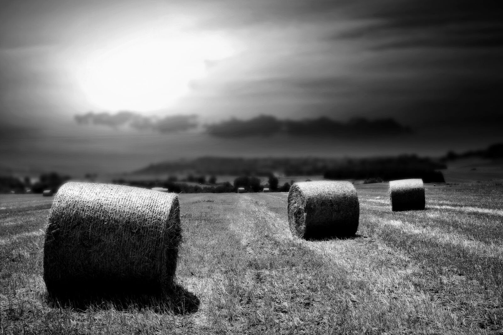 Nikon D5300 sample photo. Wheat, fields, summer photography