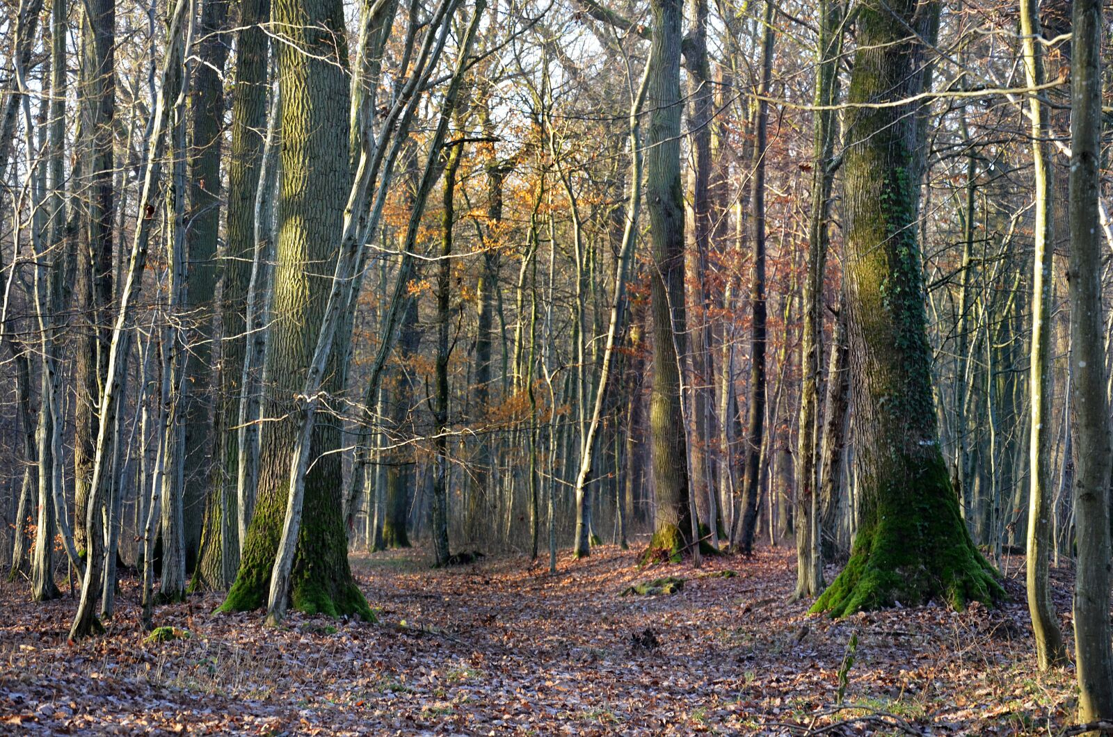 Nikon D5100 sample photo. Forest, autumn, nature photography