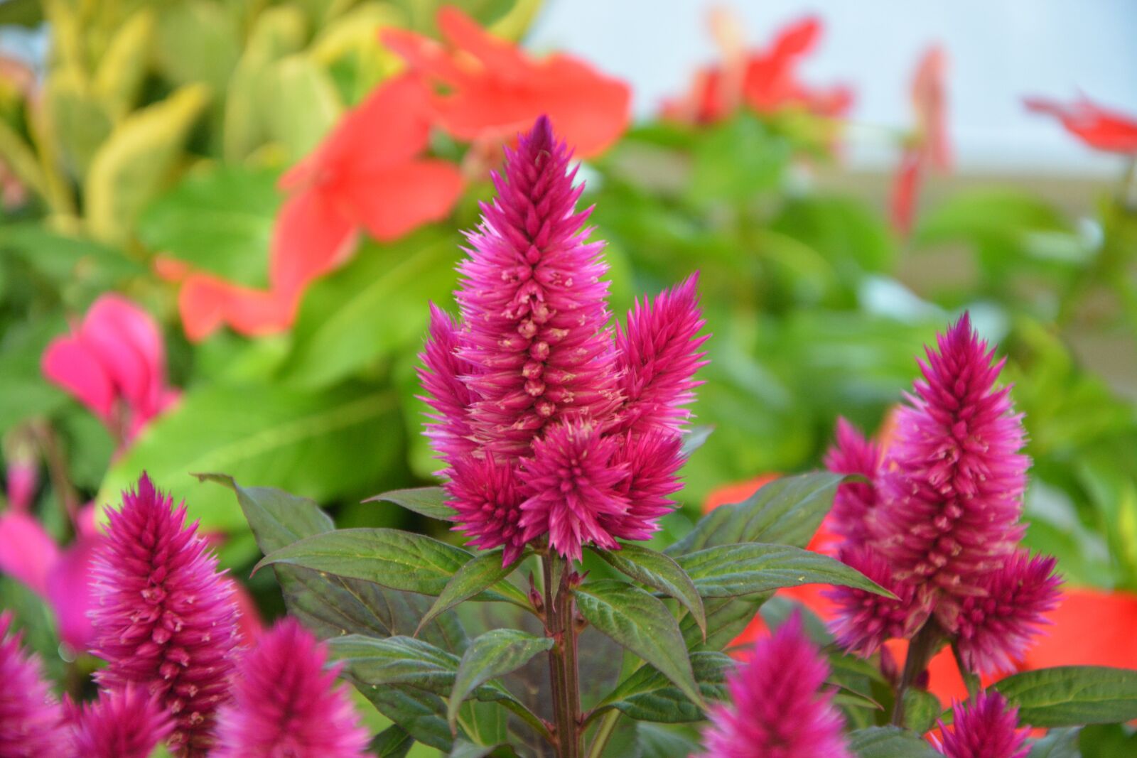 Nikon D5200 sample photo. Flowers, feather duster, fuchsia photography