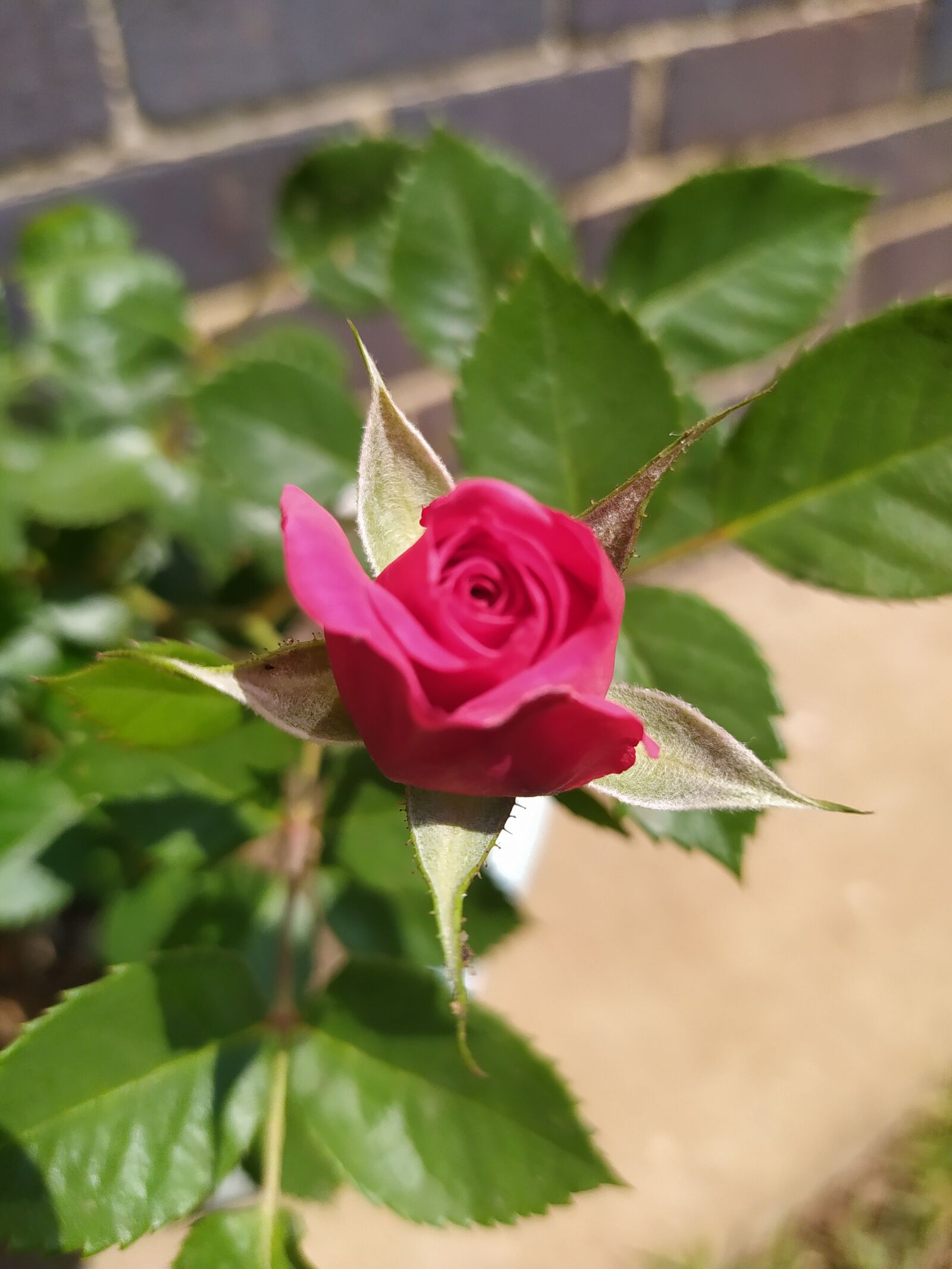 Xiaomi Redmi Note 8 sample photo. Rose, garden, bloom photography
