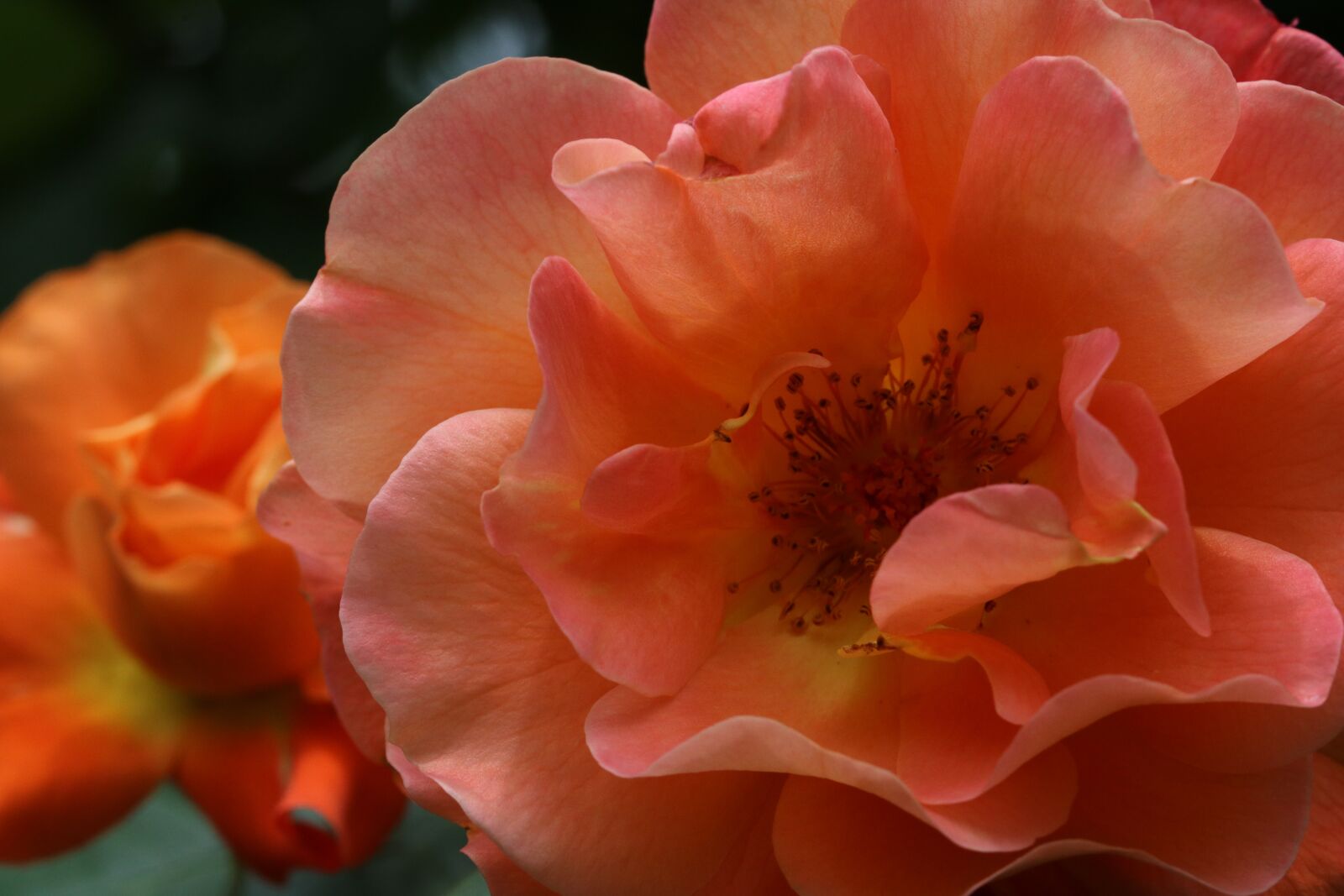 Canon EOS 750D (EOS Rebel T6i / EOS Kiss X8i) sample photo. Rose, plants, flowers photography