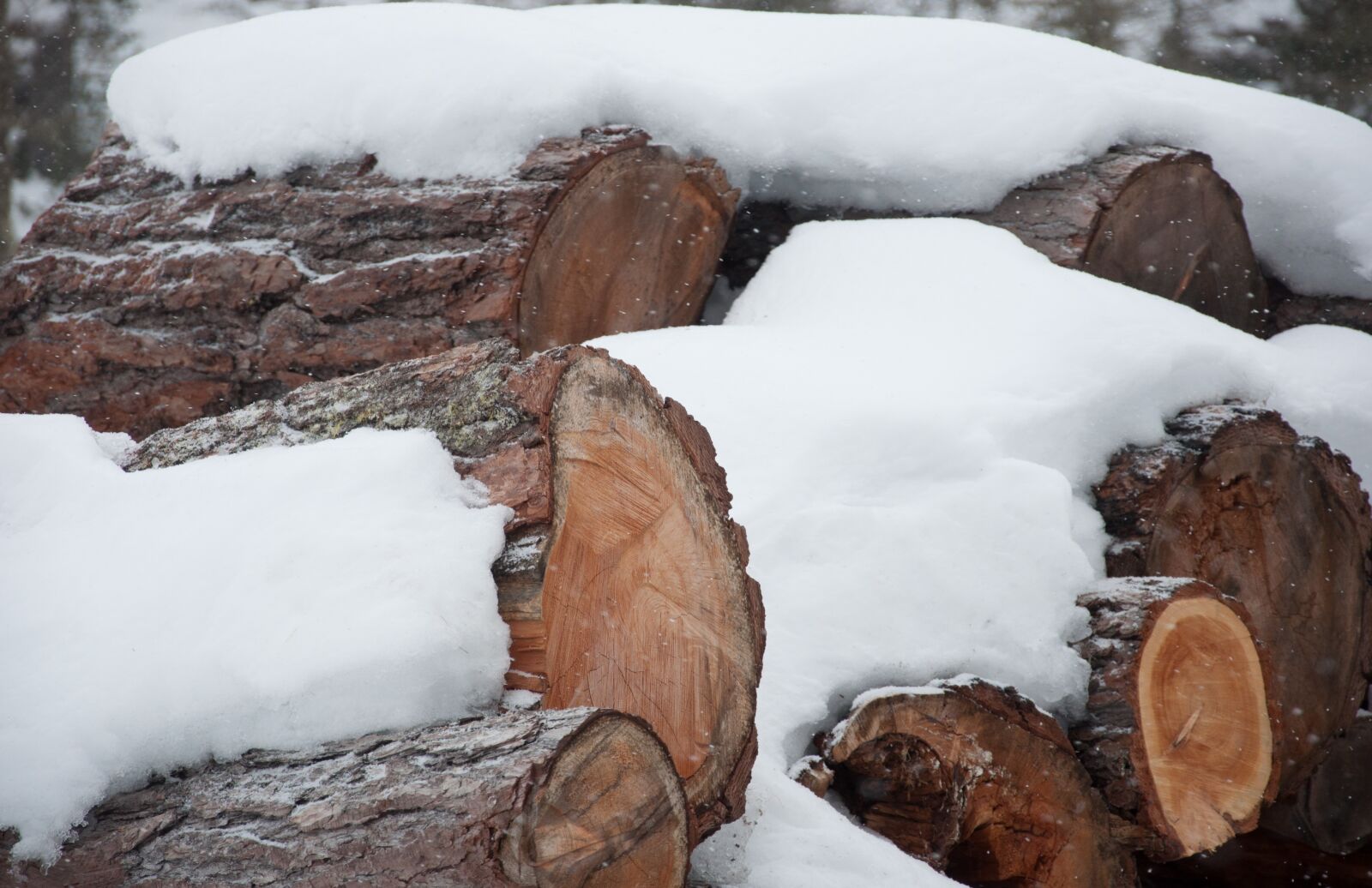 Nikon D90 sample photo. Wood, snow, engadine photography