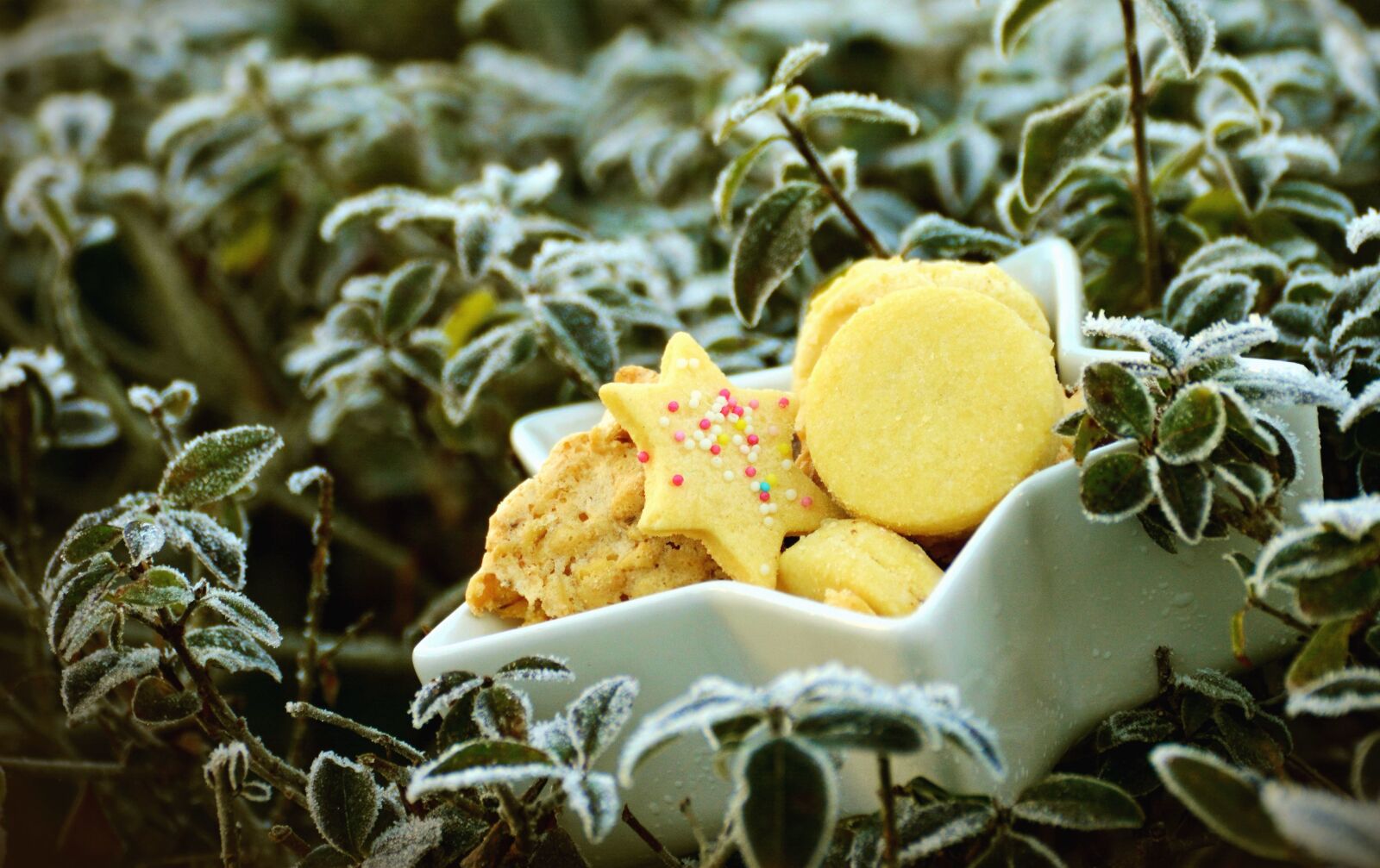 Nikon D5200 sample photo. Biscuit, cake, bowl, leaf photography