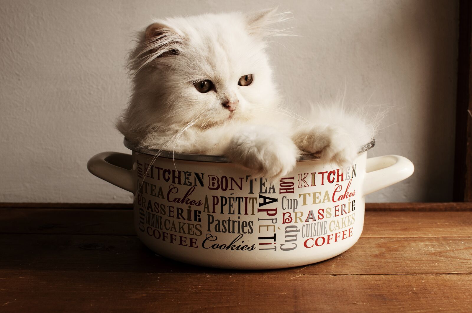Nikon D5000 sample photo. Cute, little, cat photography