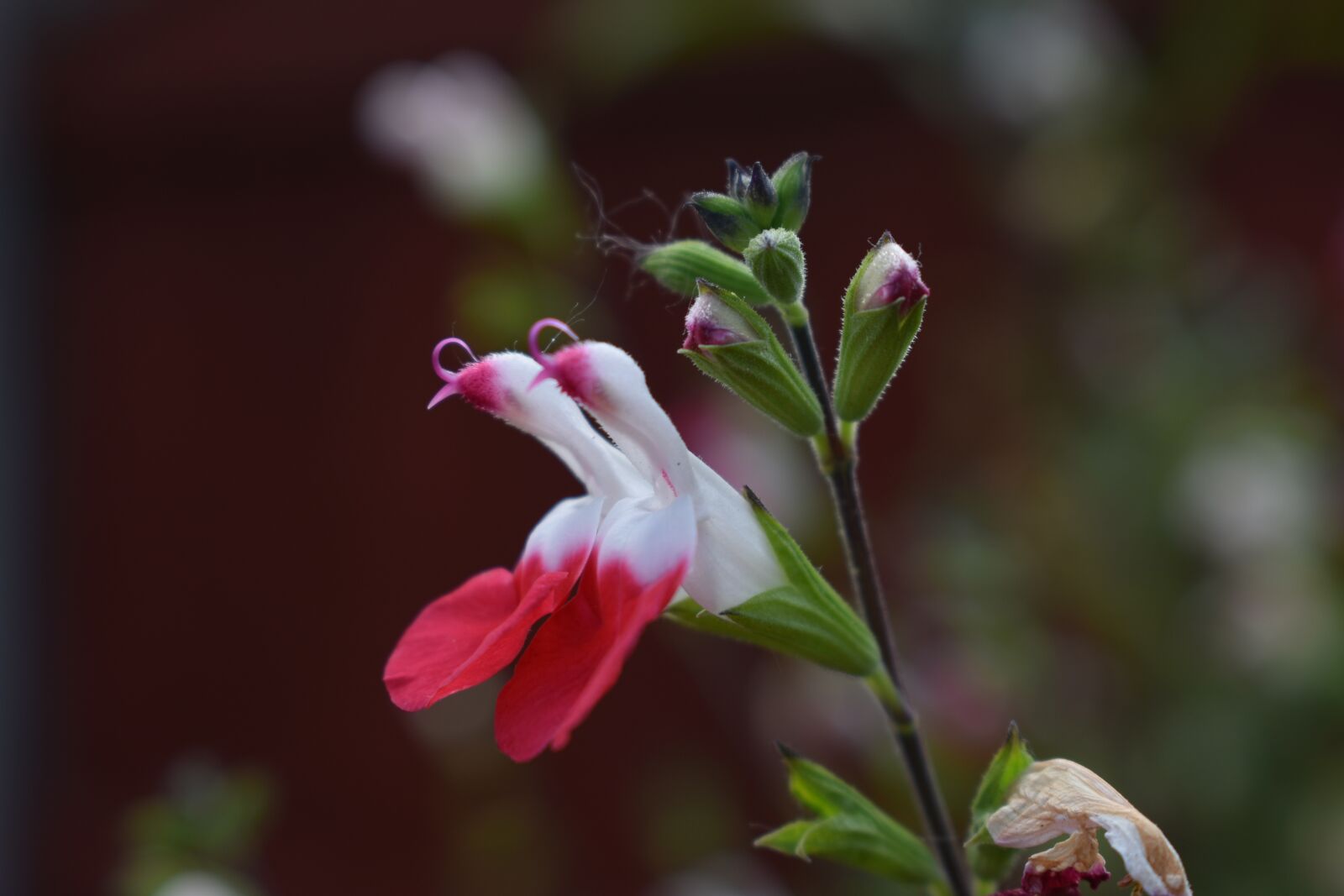 Nikon D3400 sample photo. Shaped flower, white flower photography