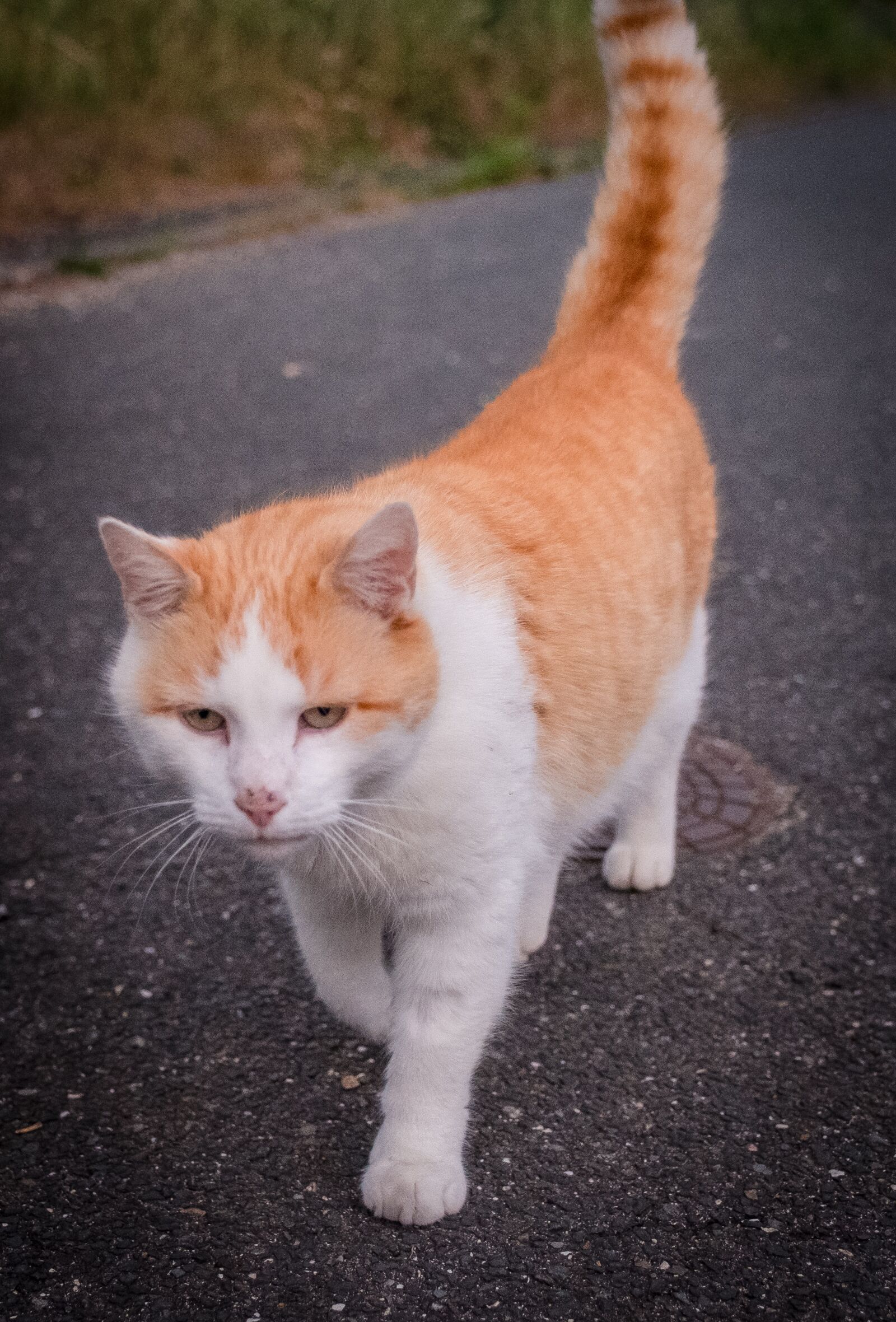 Fujifilm X-T2 sample photo. Cat, kitten, fur photography