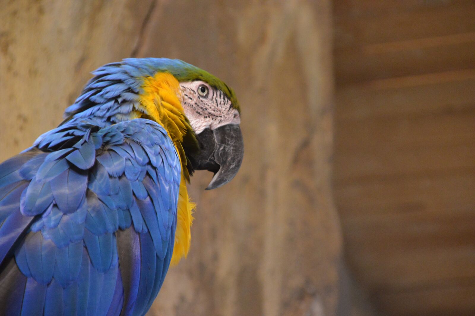 Nikon D3200 sample photo. Parrot, bird, wildlife photography