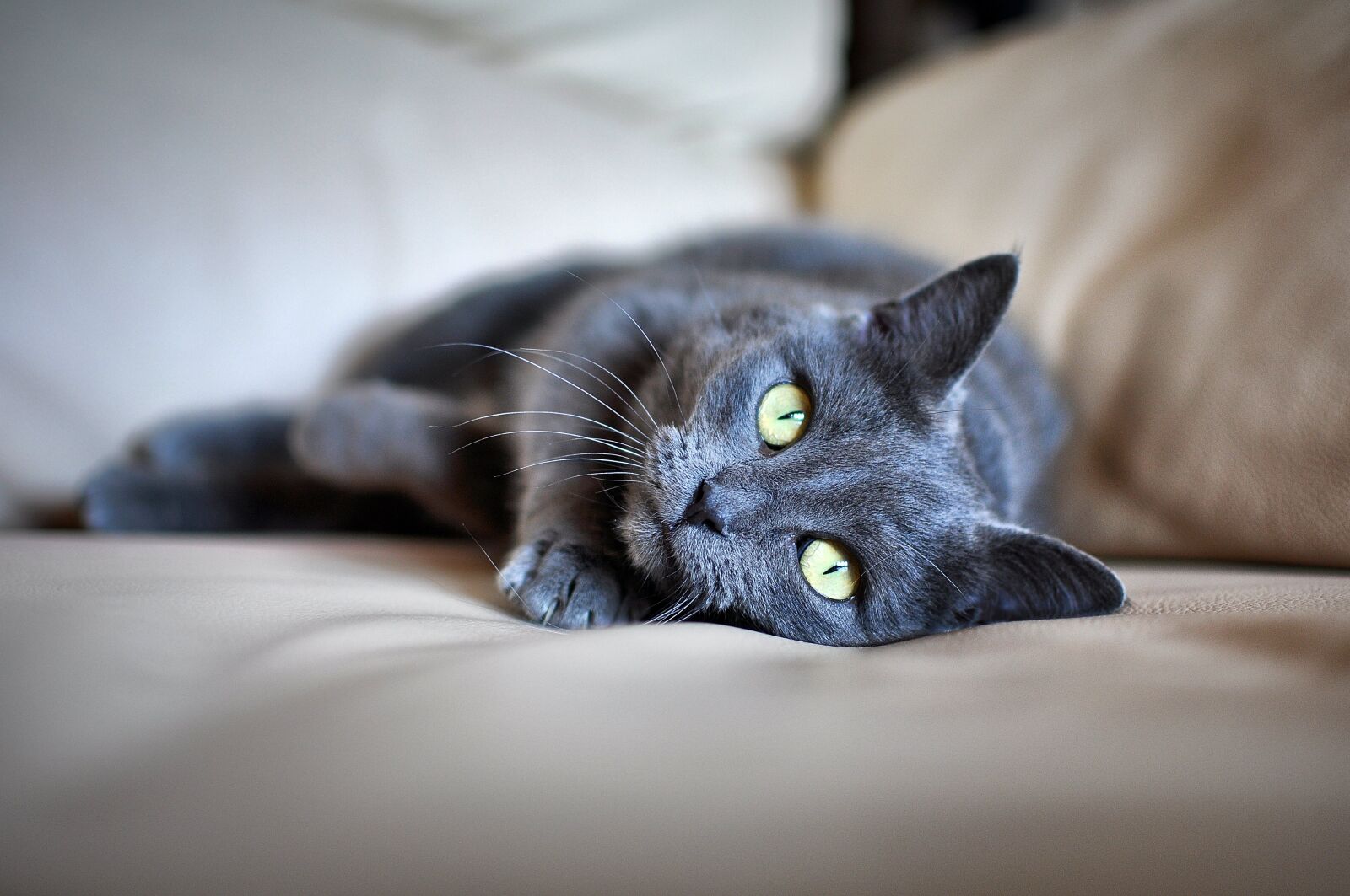 Nikon D90 sample photo. Cat, pet, grey fur photography