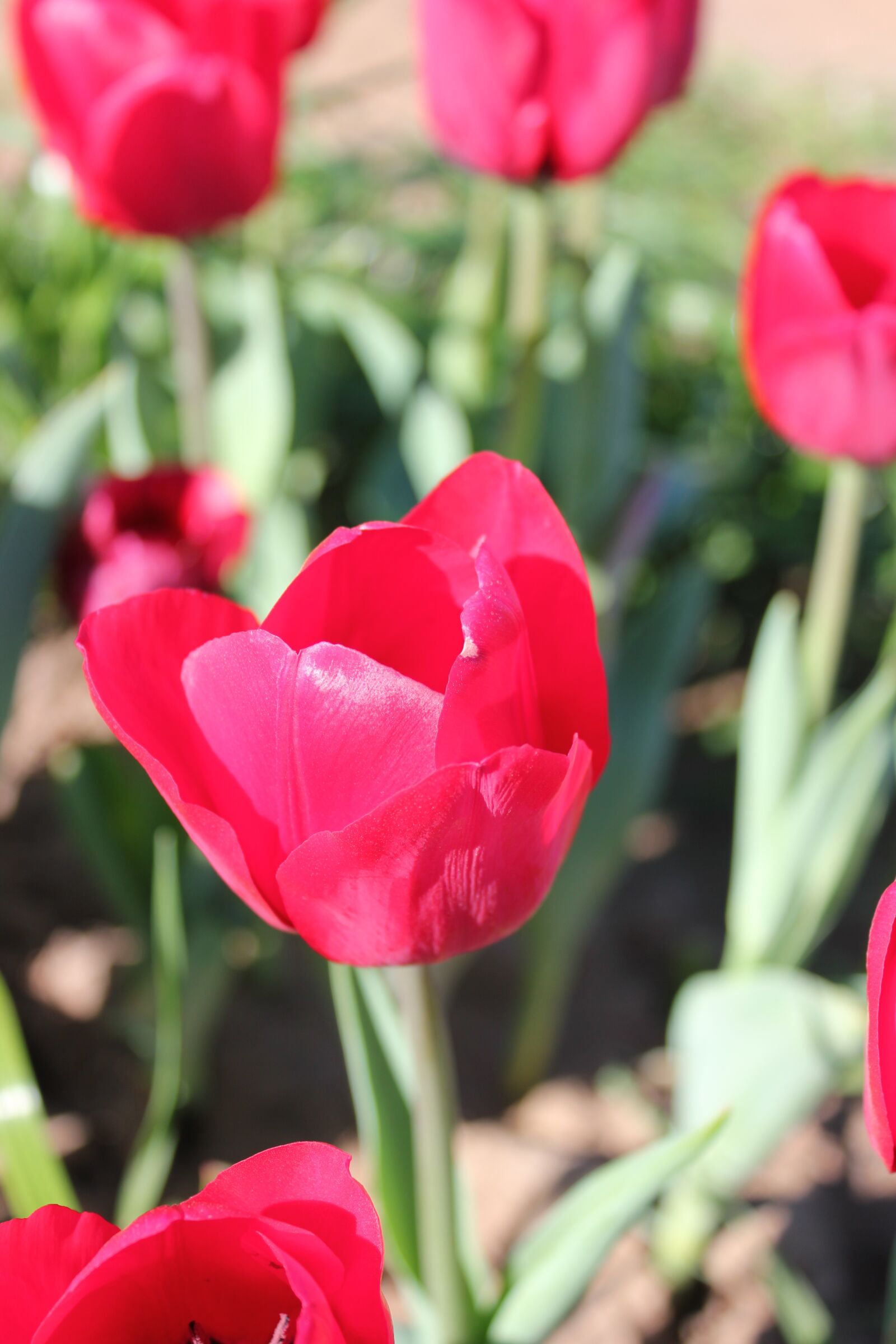 Canon EOS 550D (EOS Rebel T2i / EOS Kiss X4) sample photo. Tulip, pink, red photography