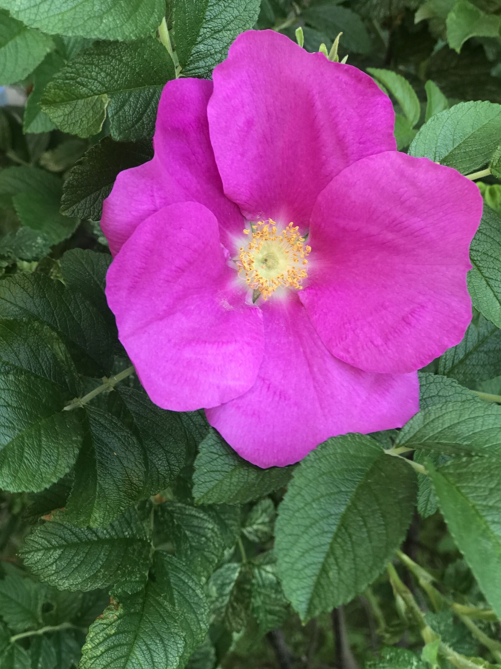 Apple iPhone 7 Plus sample photo. Rose hip, flower, garden photography