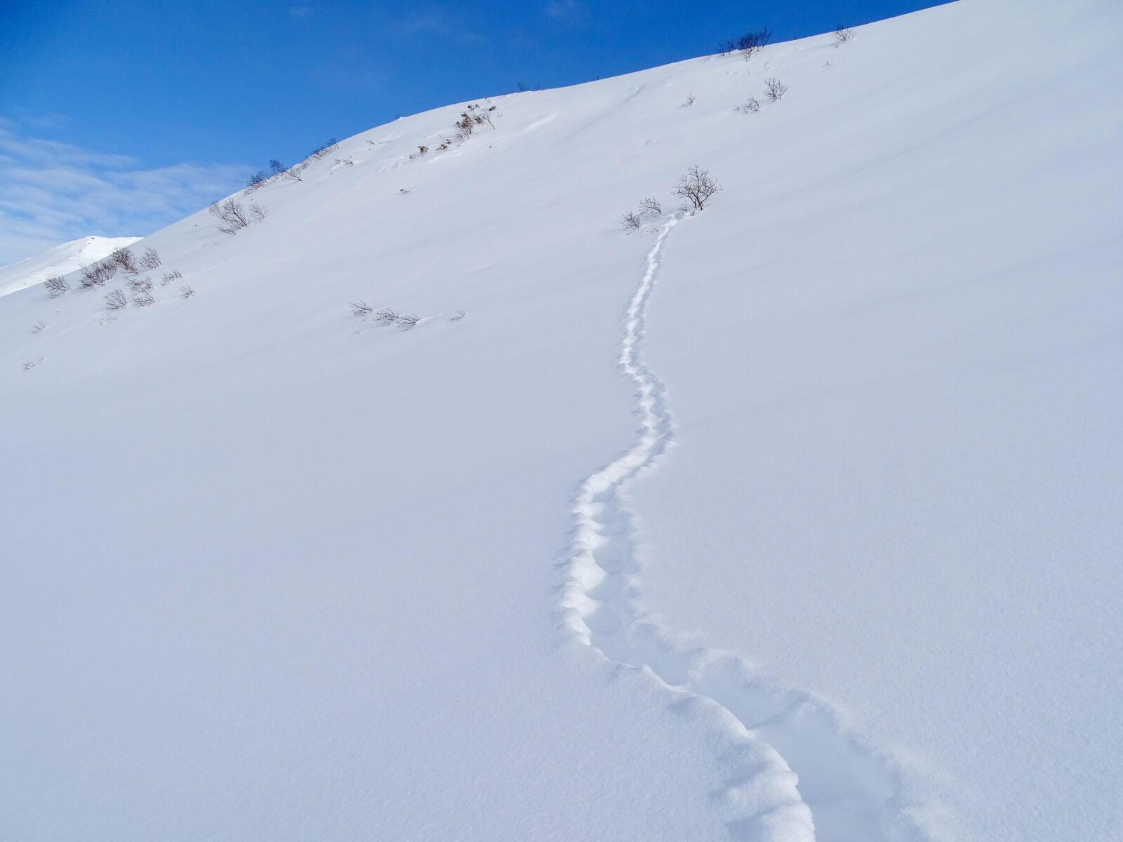 Sony DSC-HX400 sample photo. Mountains, winter, fox photography