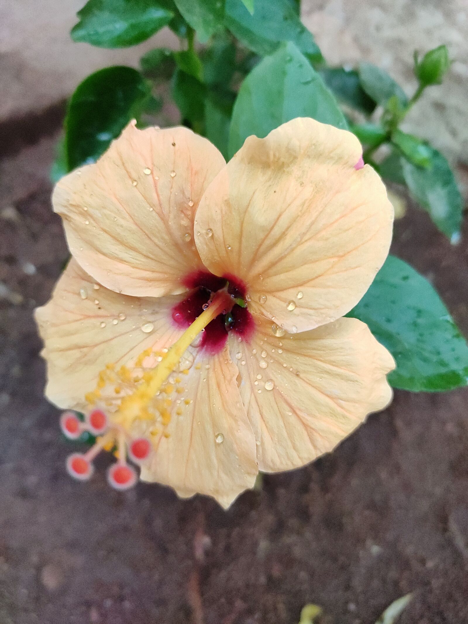 Xiaomi Redmi Note 7 Pro sample photo. Hibiscus, flower, cream flower photography