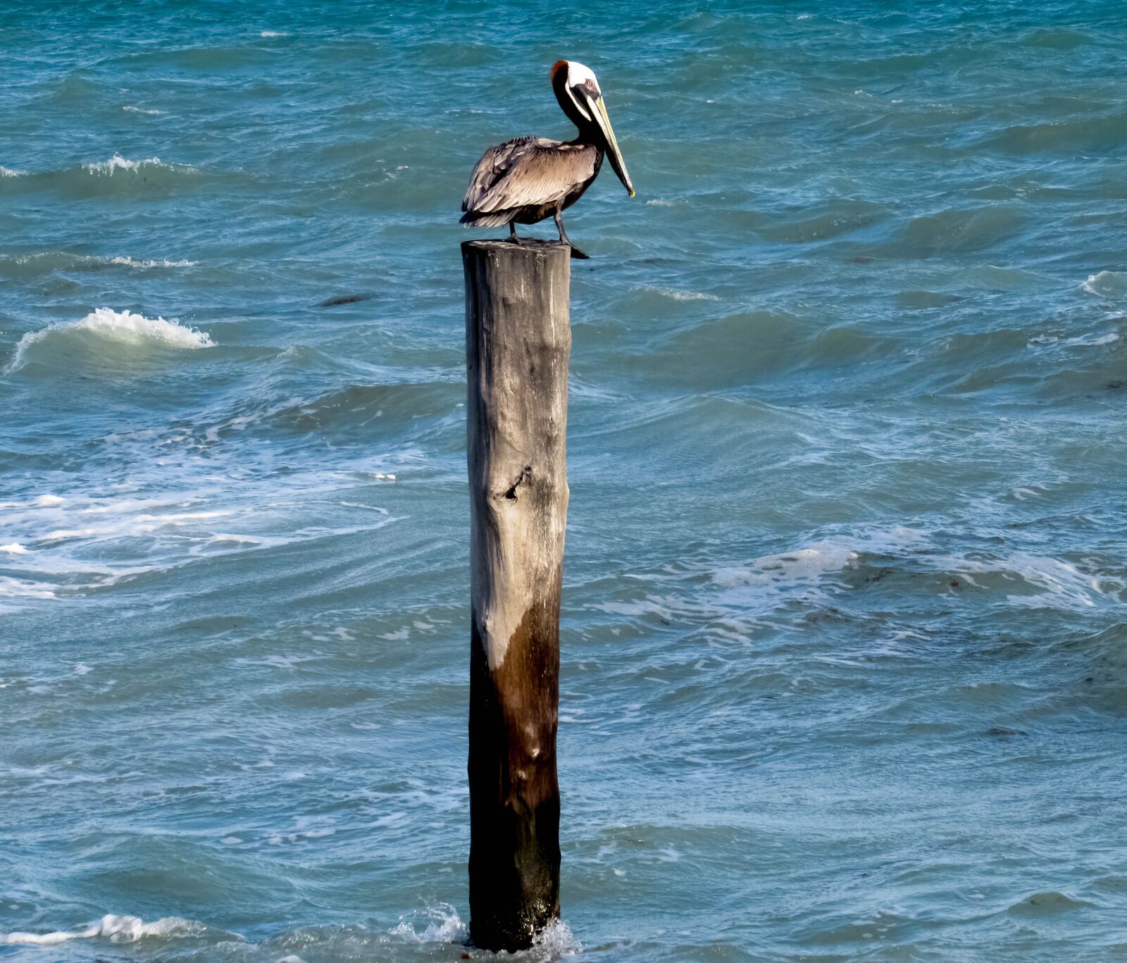 Canon PowerShot SX620 HS sample photo. Pelican, pelican on post photography