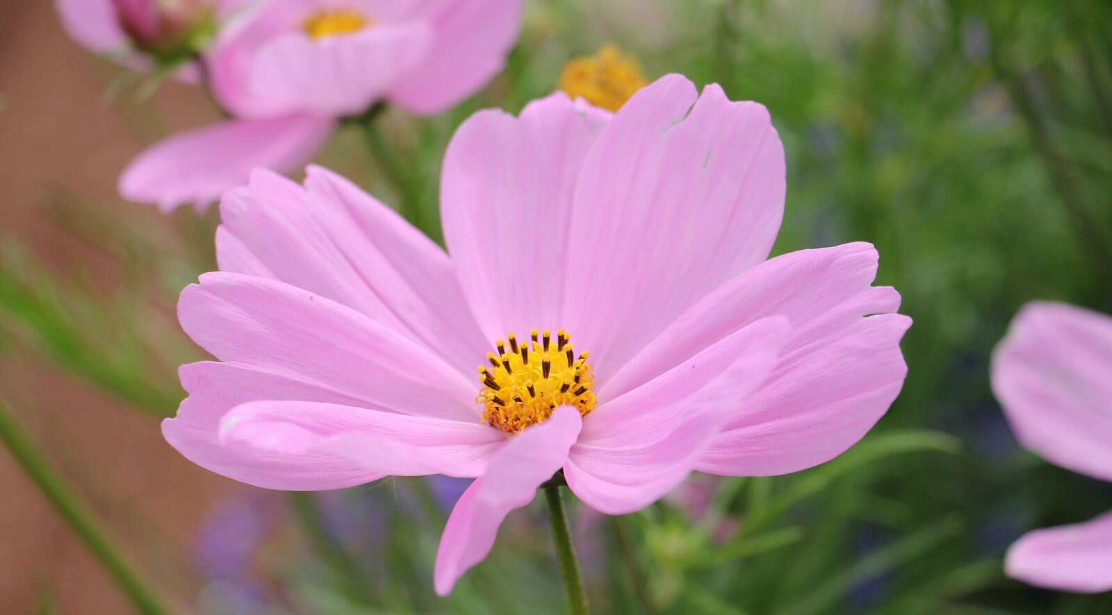 Canon EOS 550D (EOS Rebel T2i / EOS Kiss X4) sample photo. Cosmos, cosmea bipinnata, flower photography